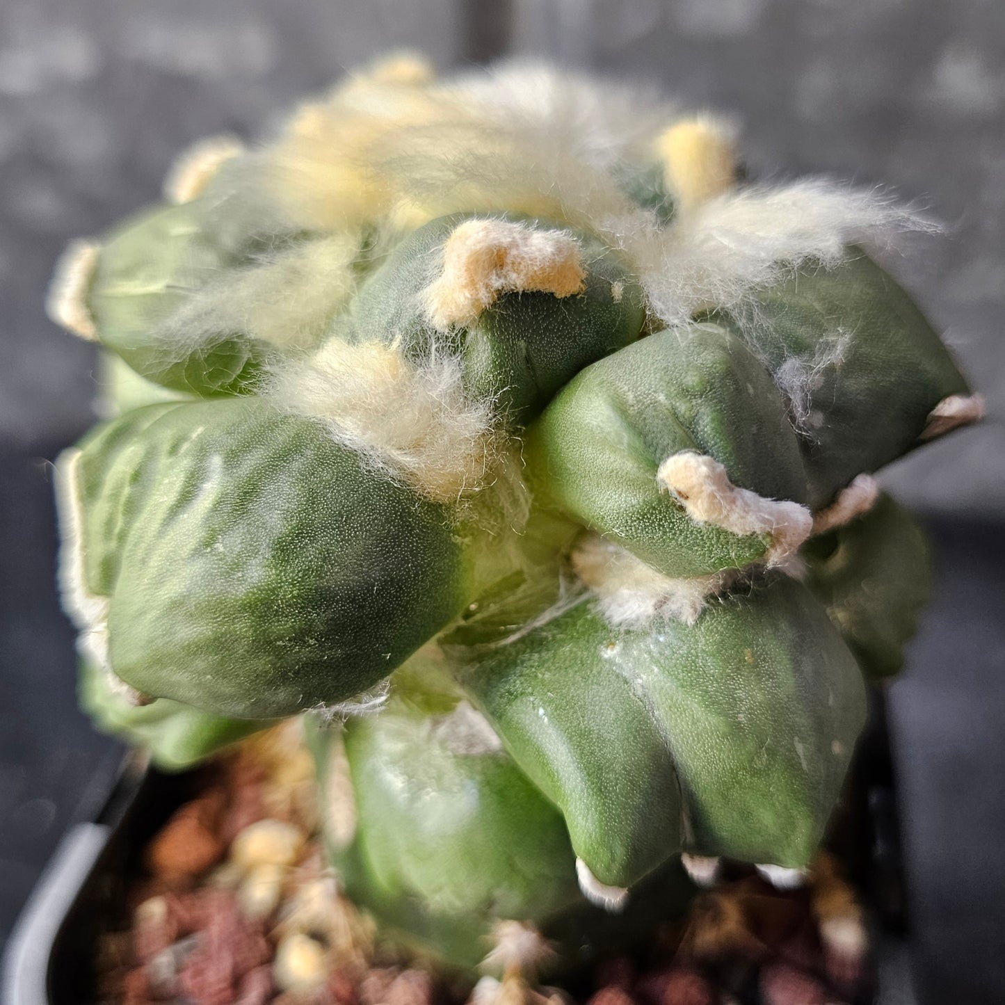 Ariocarpus cv. Maruibo × Cauliflower F2