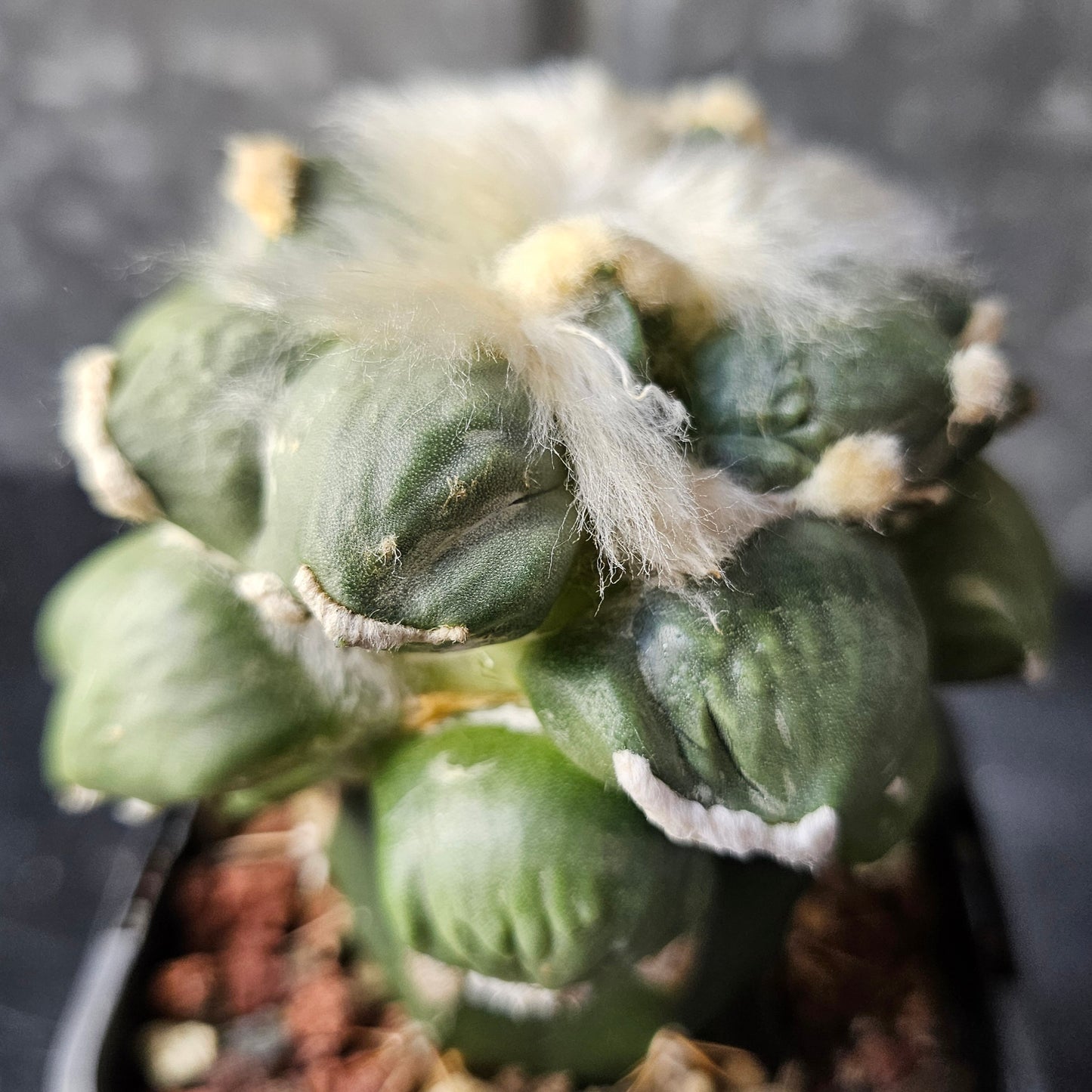 Ariocarpus cv. Maruibo × Cauliflower F2