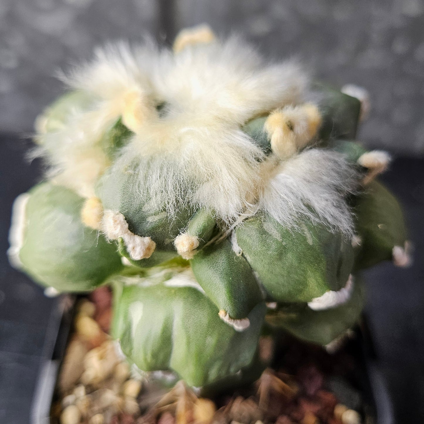 Ariocarpus cv. Maruibo × Cauliflower F2