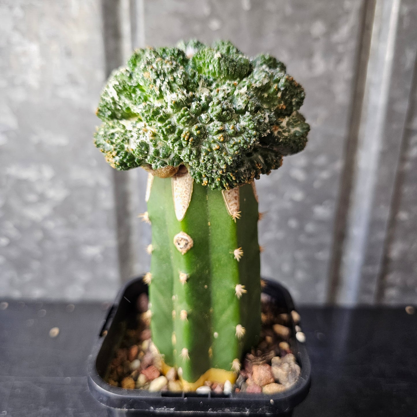 Ariocarpus lloydii × Godzilla F2