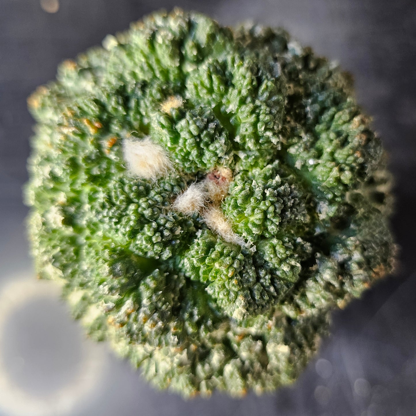 Ariocarpus lloydii × Godzilla F2