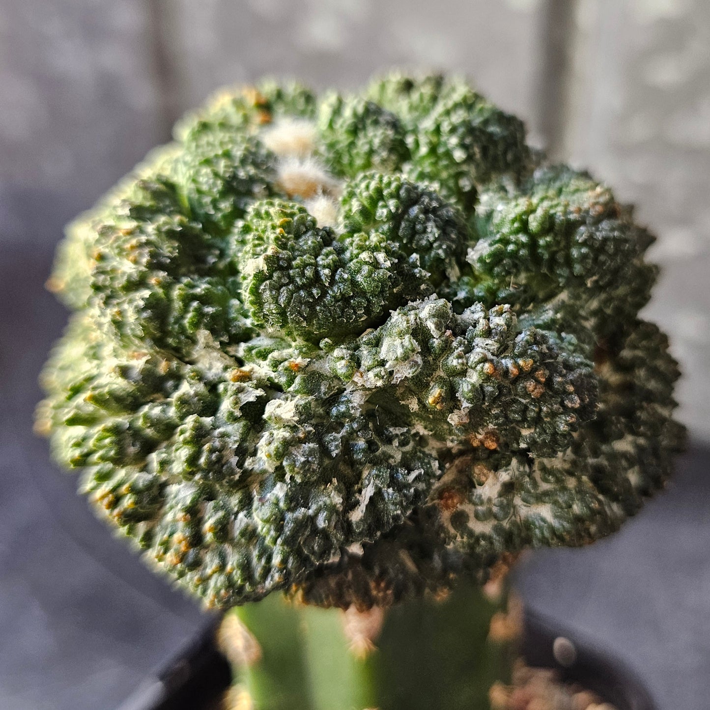 Ariocarpus lloydii × Godzilla F2