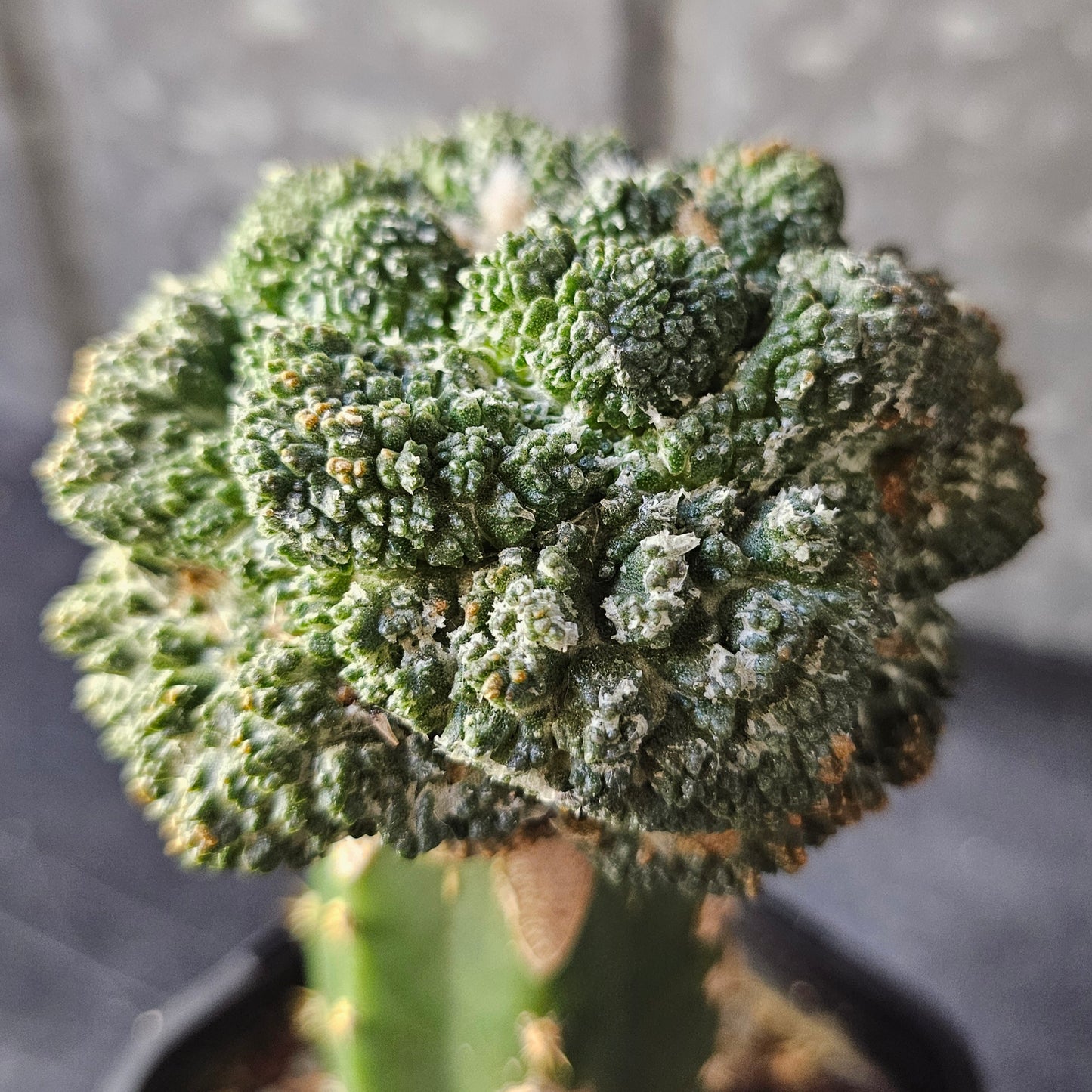 Ariocarpus lloydii × Godzilla F2