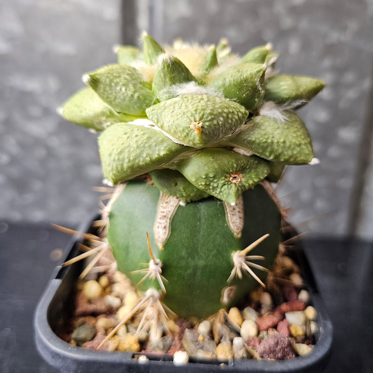 Ariocarpus Cauliflower × (lloydii × Godzilla)
