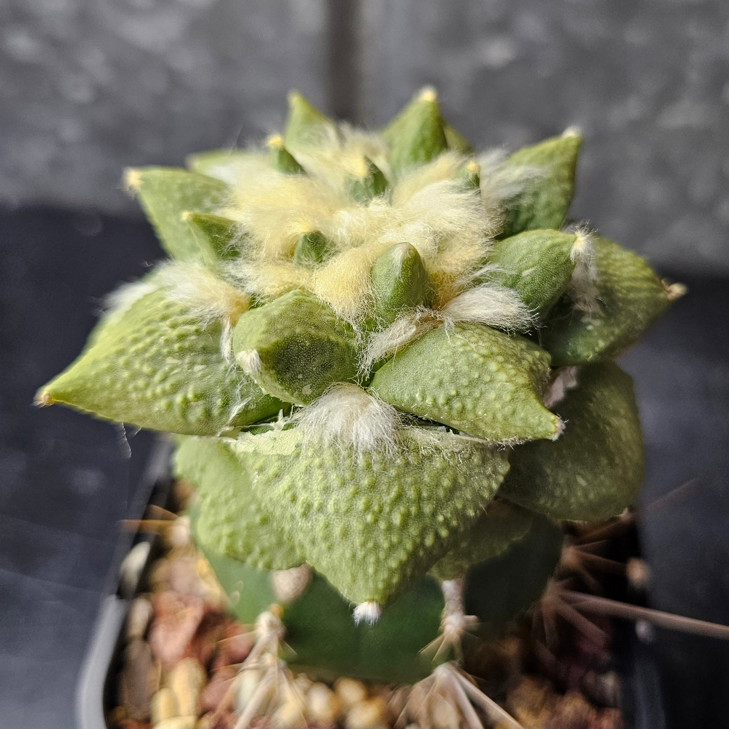 Ariocarpus Cauliflower × (lloydii × Godzilla)