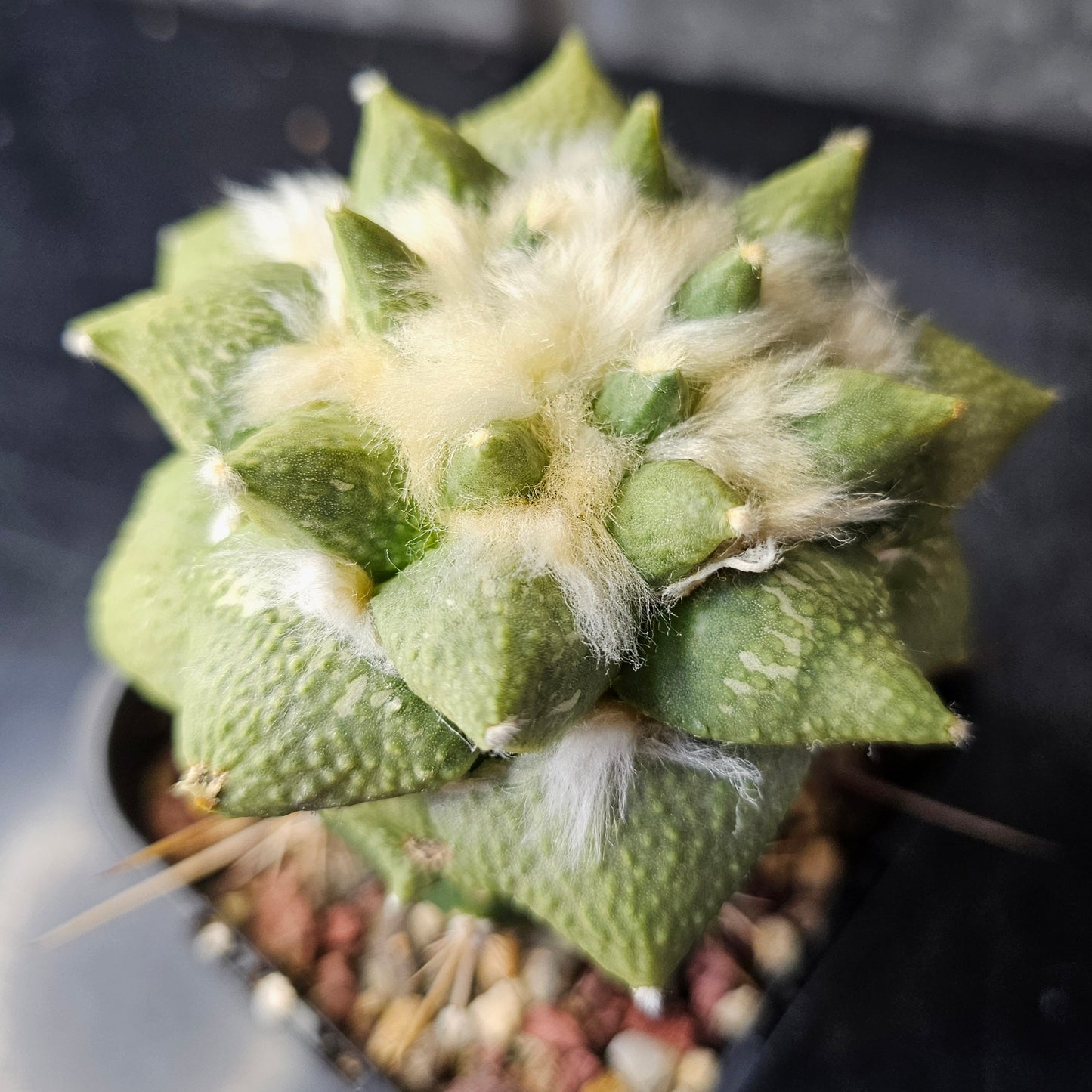 Ariocarpus Cauliflower × (lloydii × Godzilla)