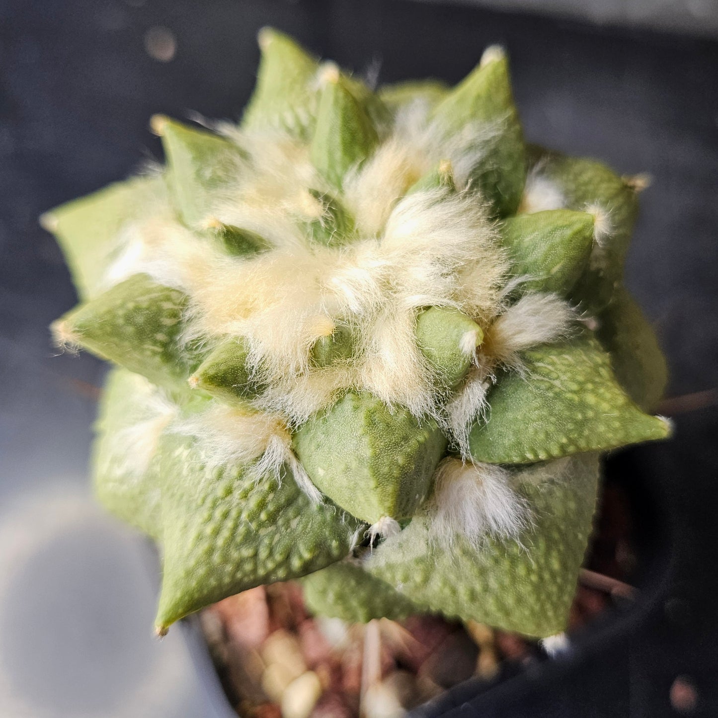 Ariocarpus Cauliflower × (lloydii × Godzilla)