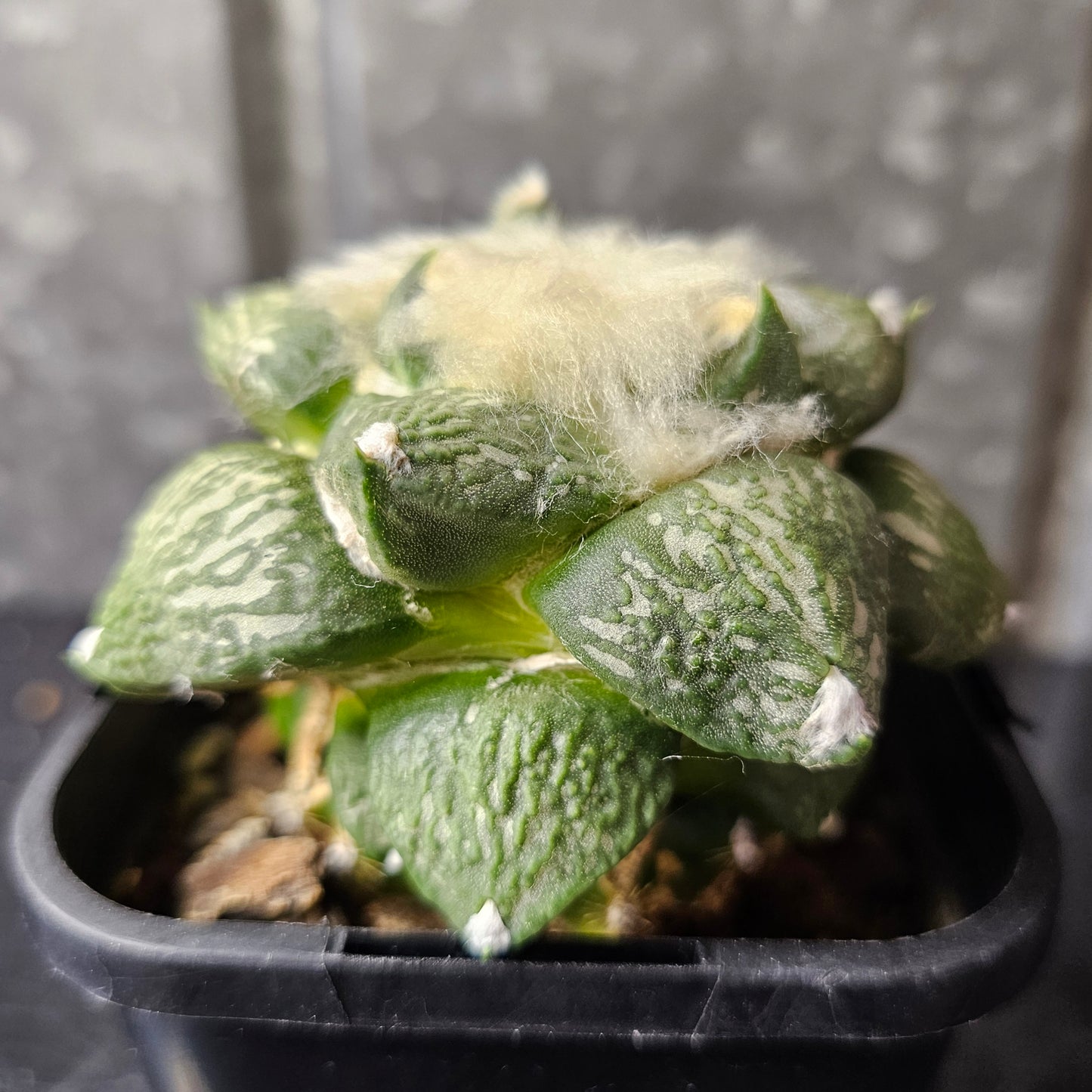 Ariocarpus complex hybrid (Select)