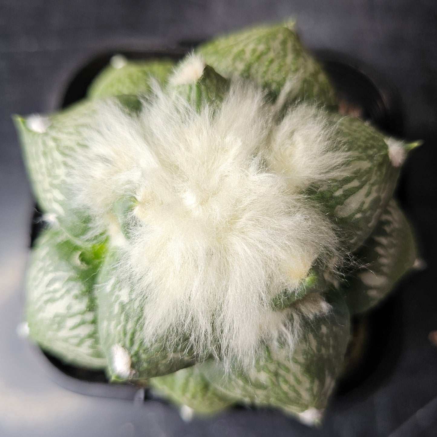 Ariocarpus complex hybrid (Select)