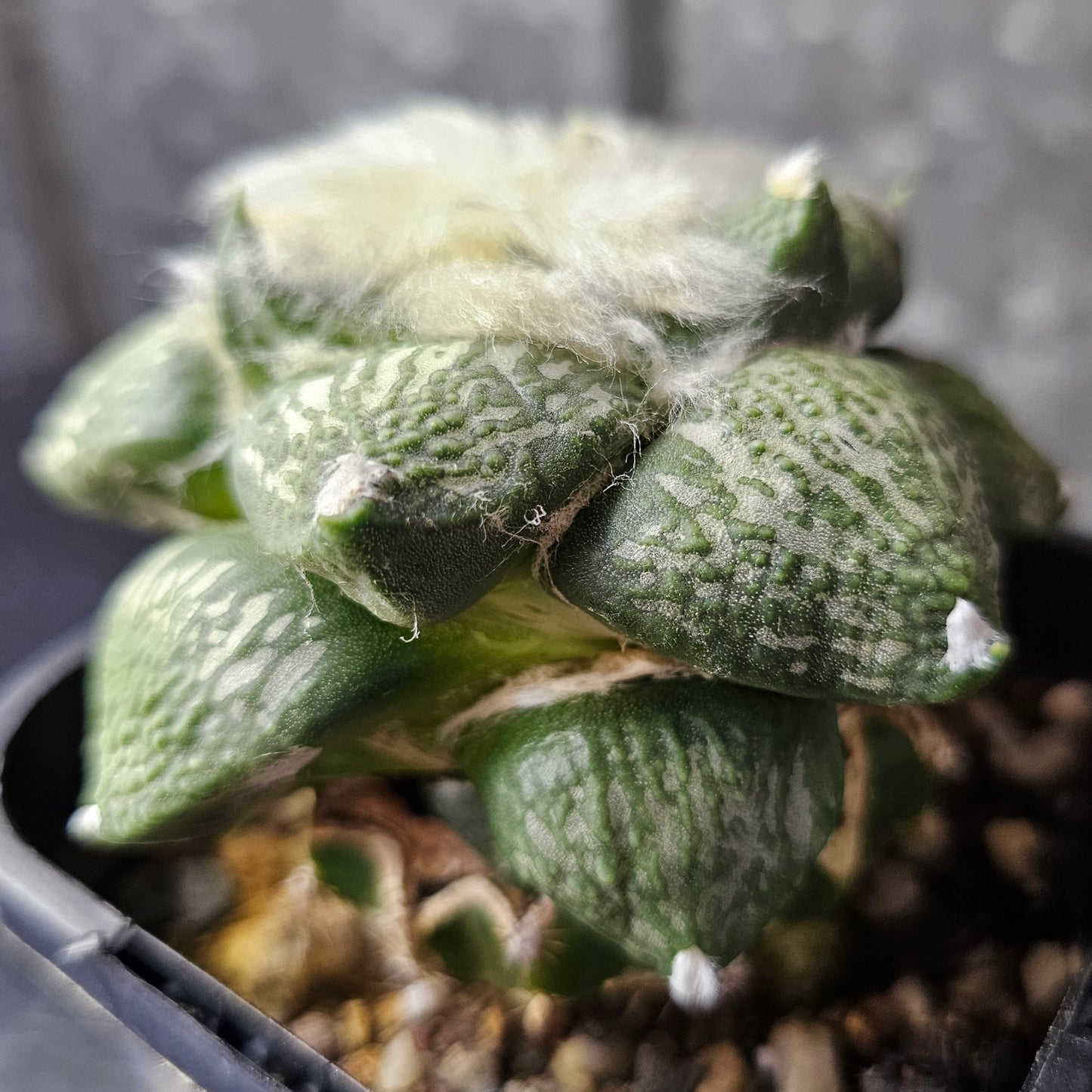 Ariocarpus complex hybrid (Select)