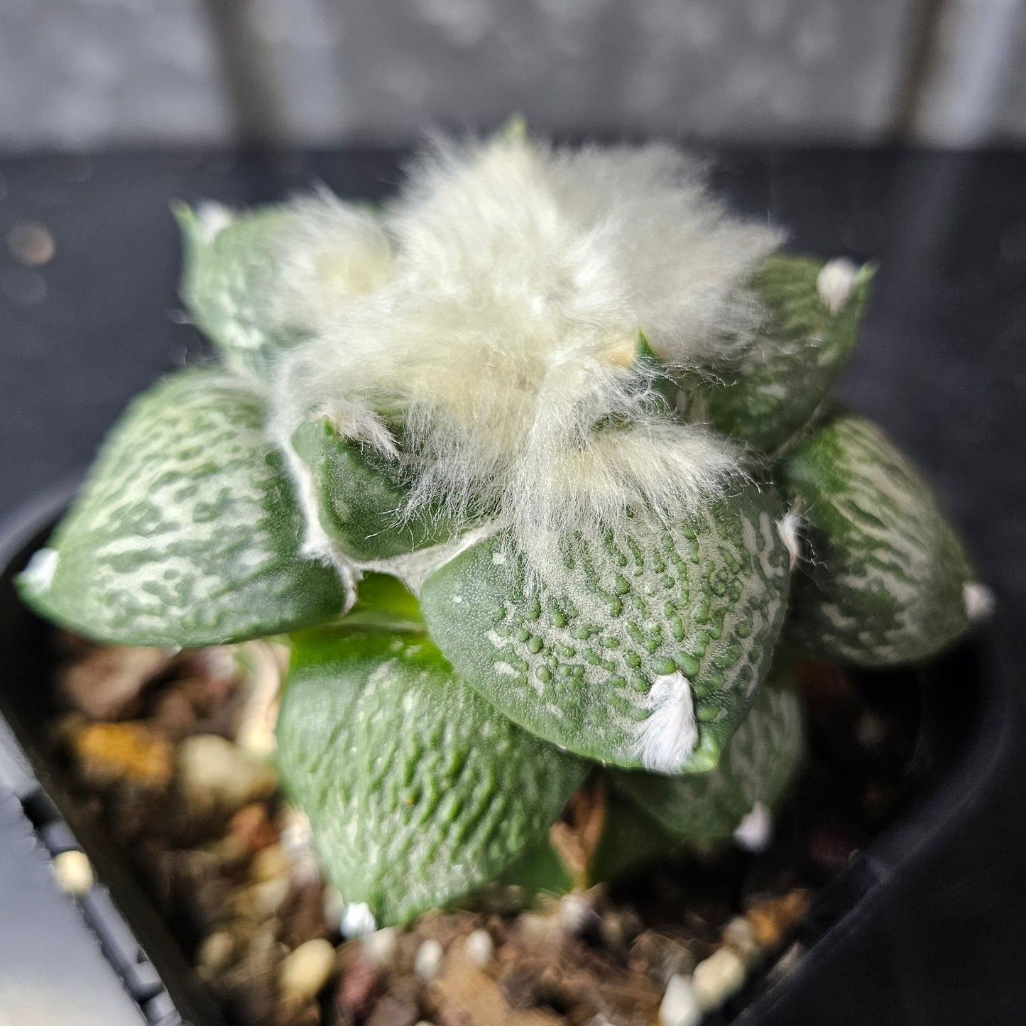 Ariocarpus complex hybrid (Select)