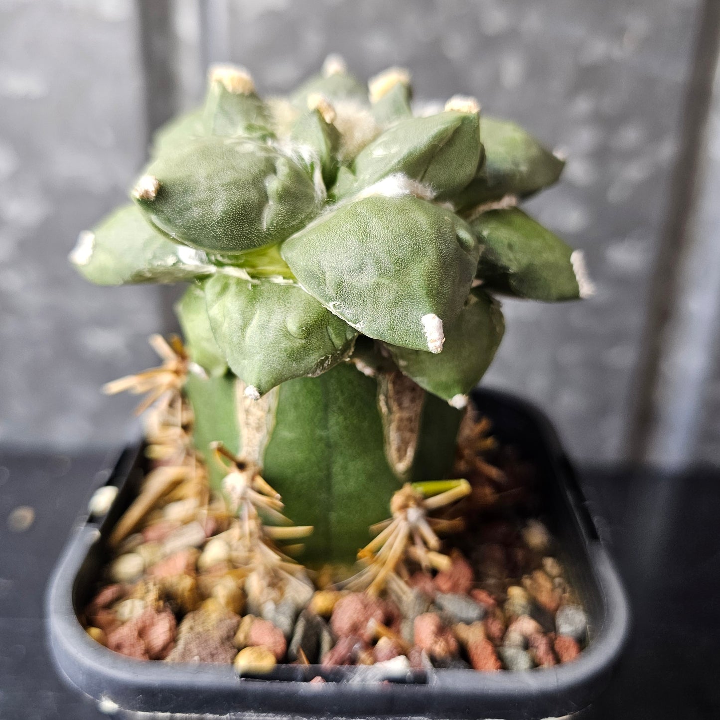 Ariocarpus cv. Cauliflower (Japan)