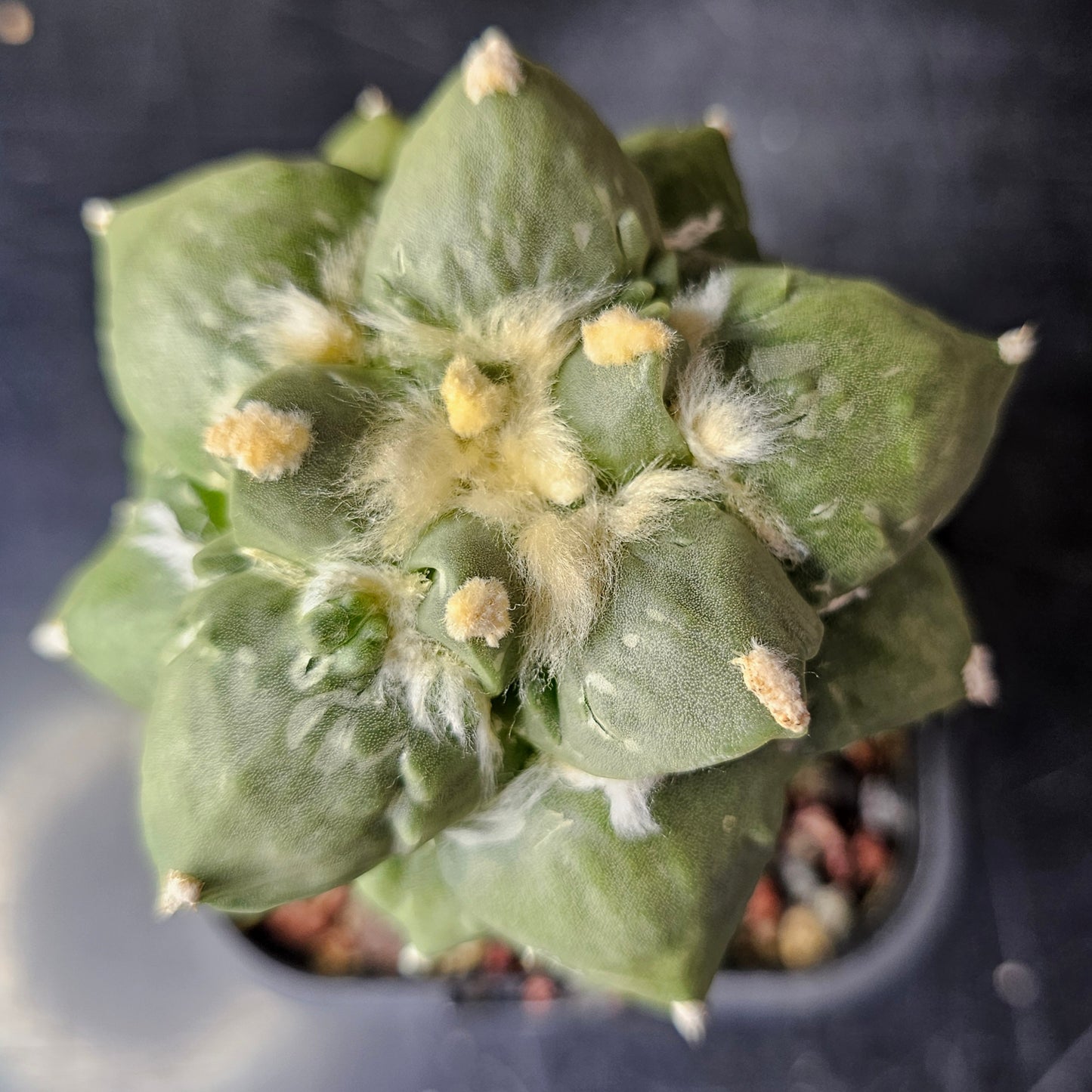 Ariocarpus cv. Cauliflower (Japan)