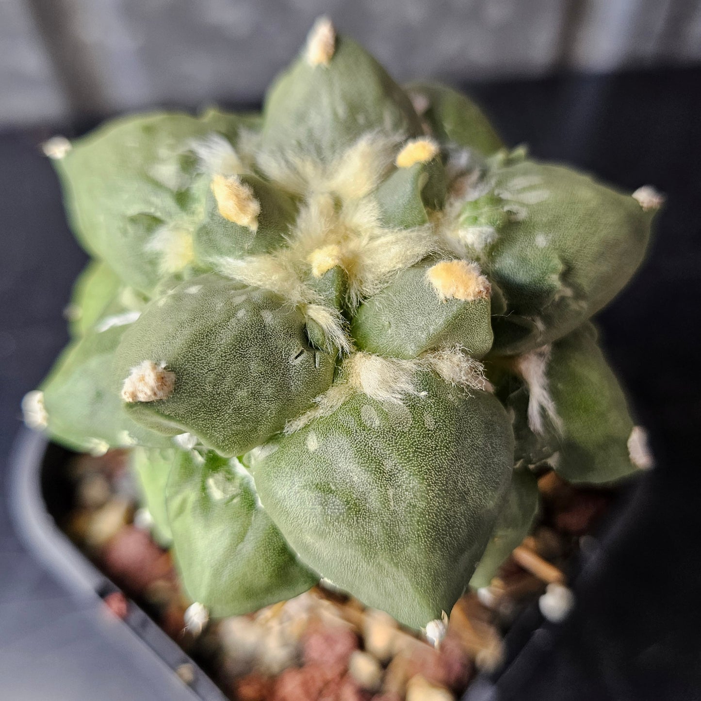 Ariocarpus cv. Cauliflower (Japan)