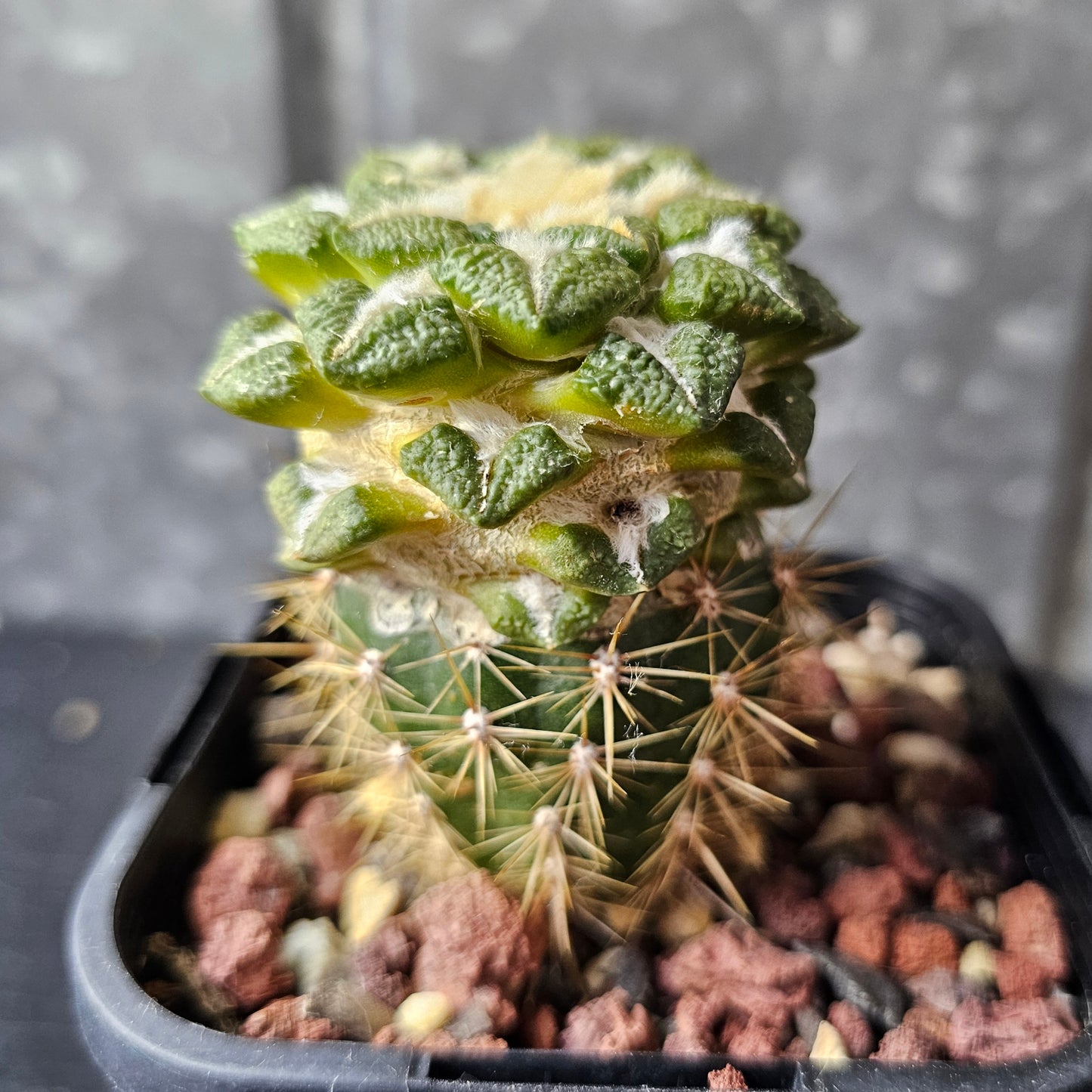 Ariocarpus kotschoubeyanus × Godzilla