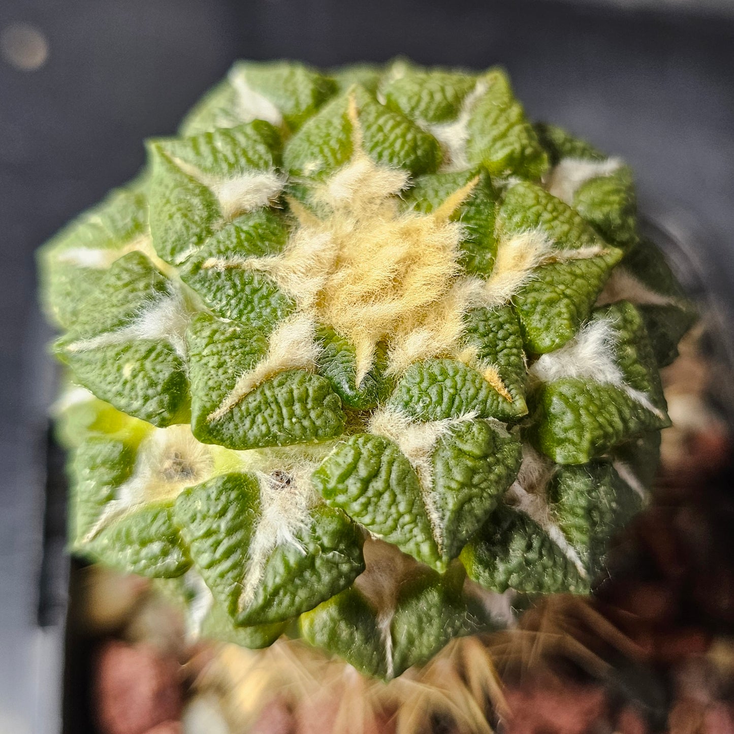 Ariocarpus kotschoubeyanus × Godzilla