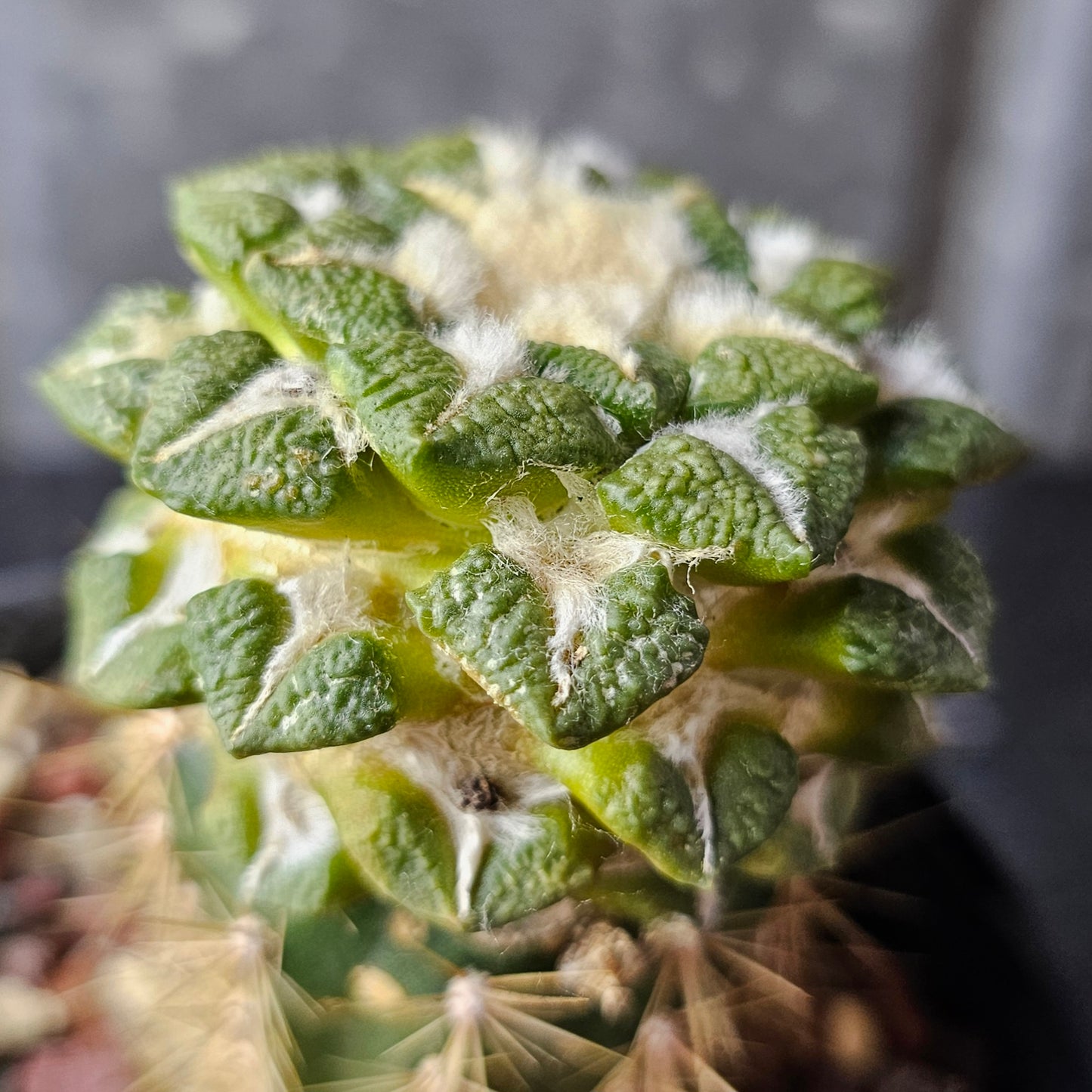 Ariocarpus kotschoubeyanus × Godzilla