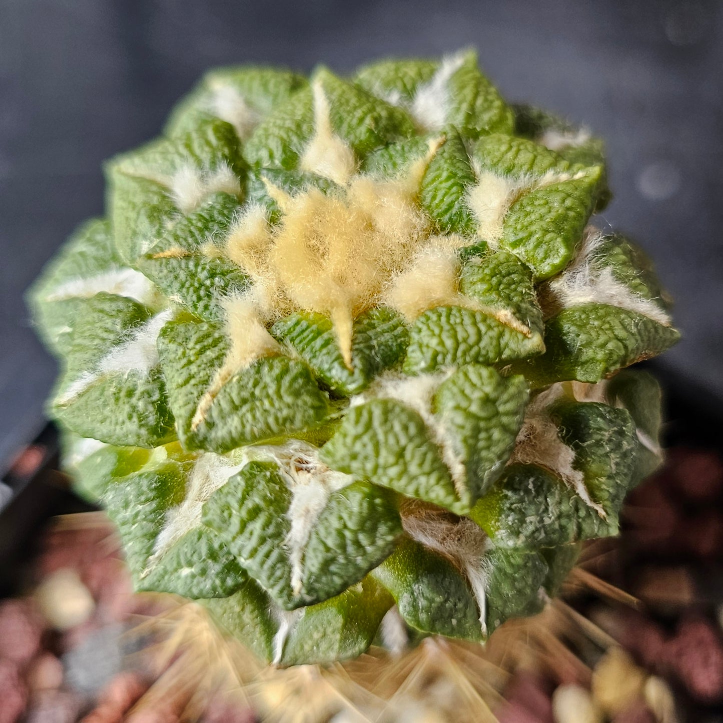 Ariocarpus kotschoubeyanus × Godzilla