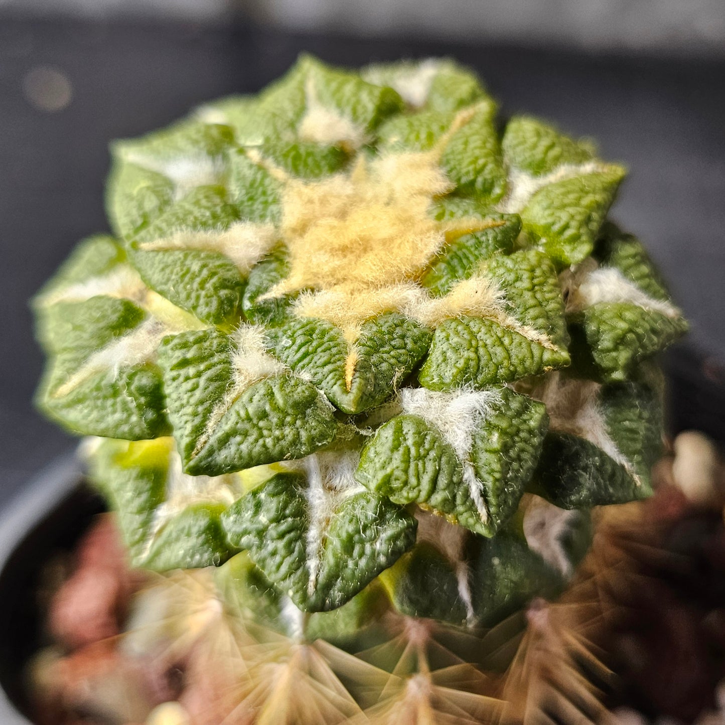 Ariocarpus kotschoubeyanus × Godzilla