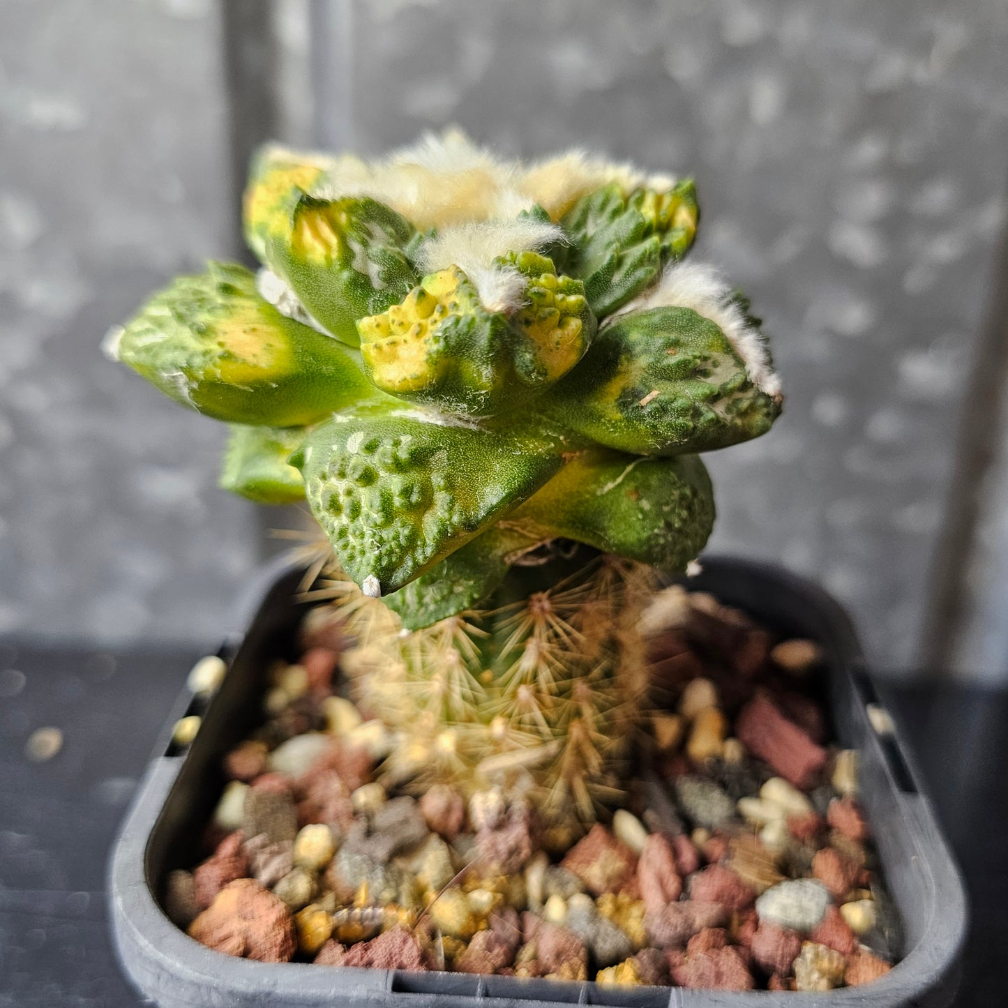 Ariocarpus Maruibo pectinatus vari × Godzilla vari