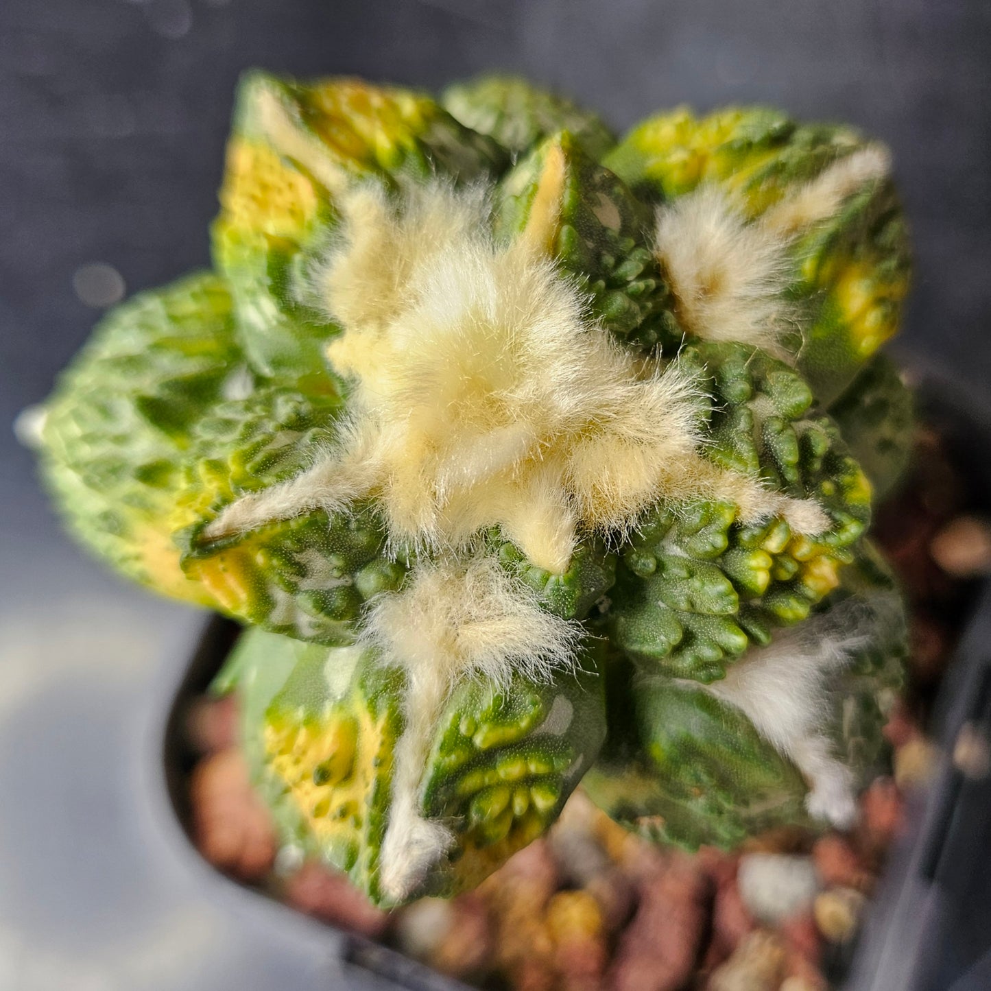 Ariocarpus Maruibo pectinatus vari × Godzilla vari