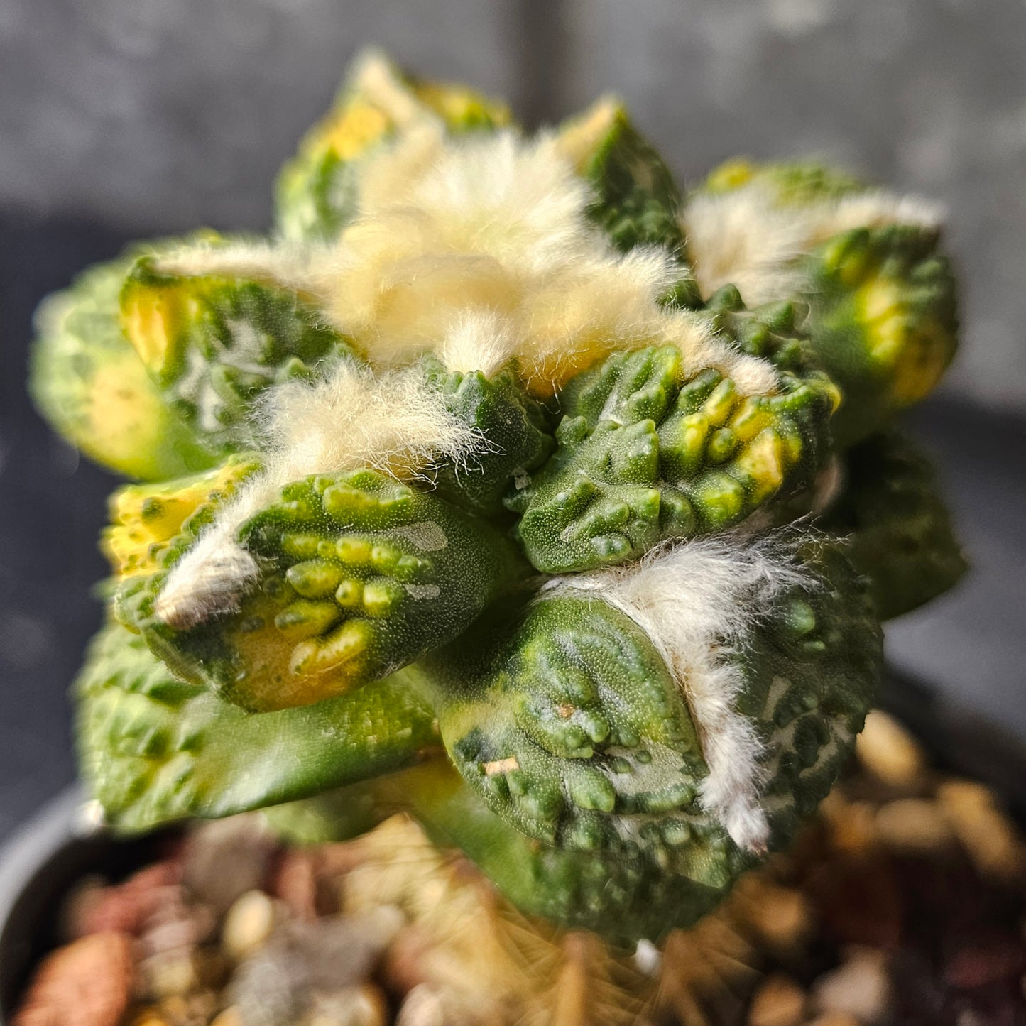 Ariocarpus Maruibo pectinatus vari × Godzilla vari