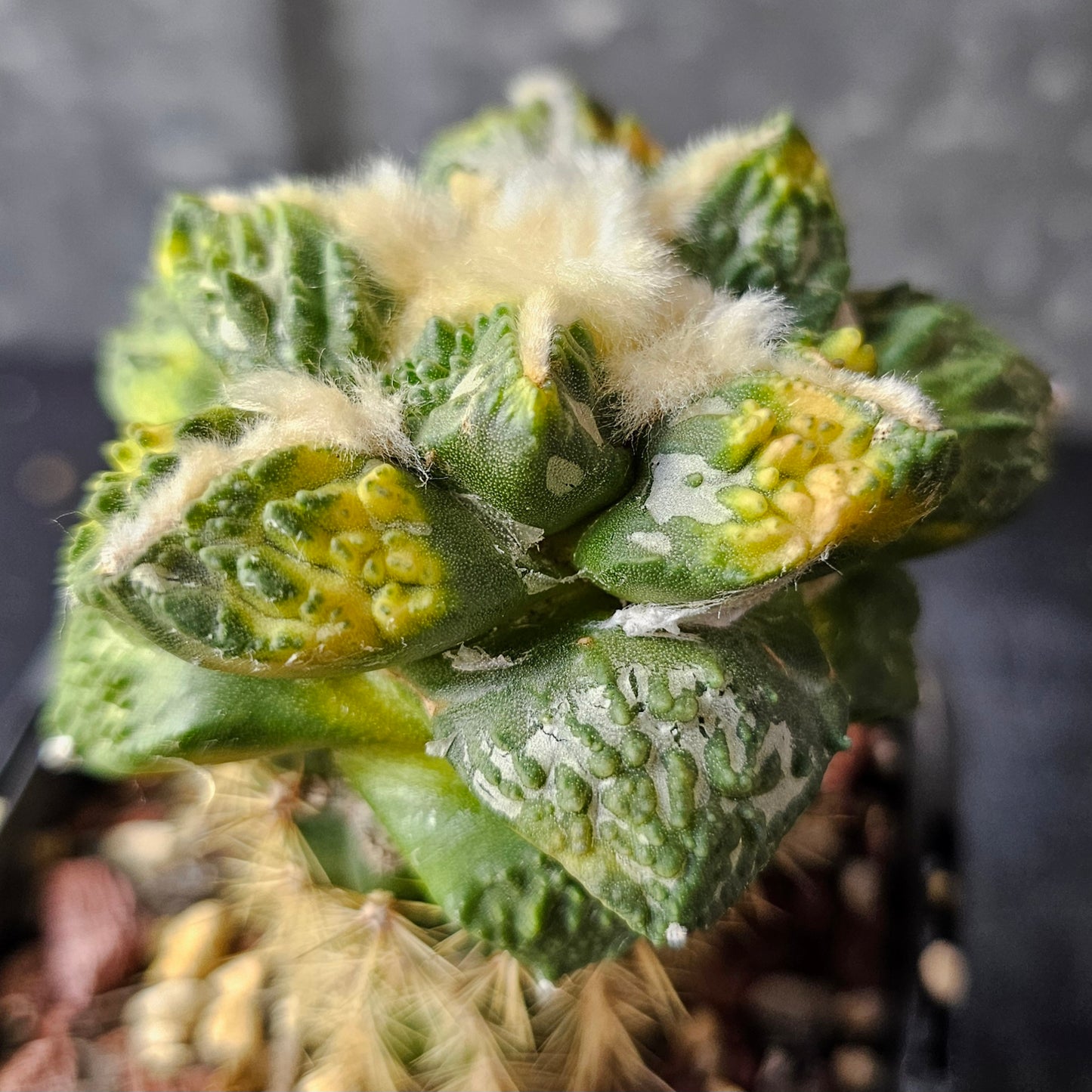 Ariocarpus Maruibo pectinatus vari × Godzilla vari