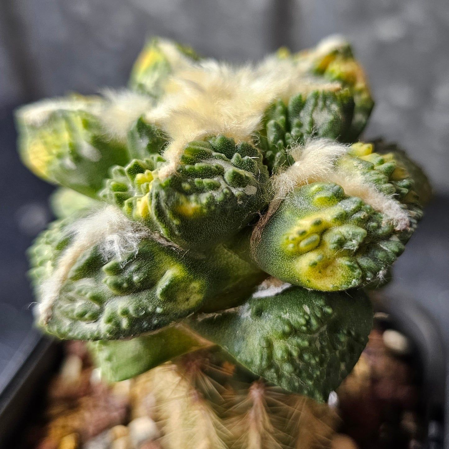 Ariocarpus Maruibo pectinatus vari × Godzilla vari