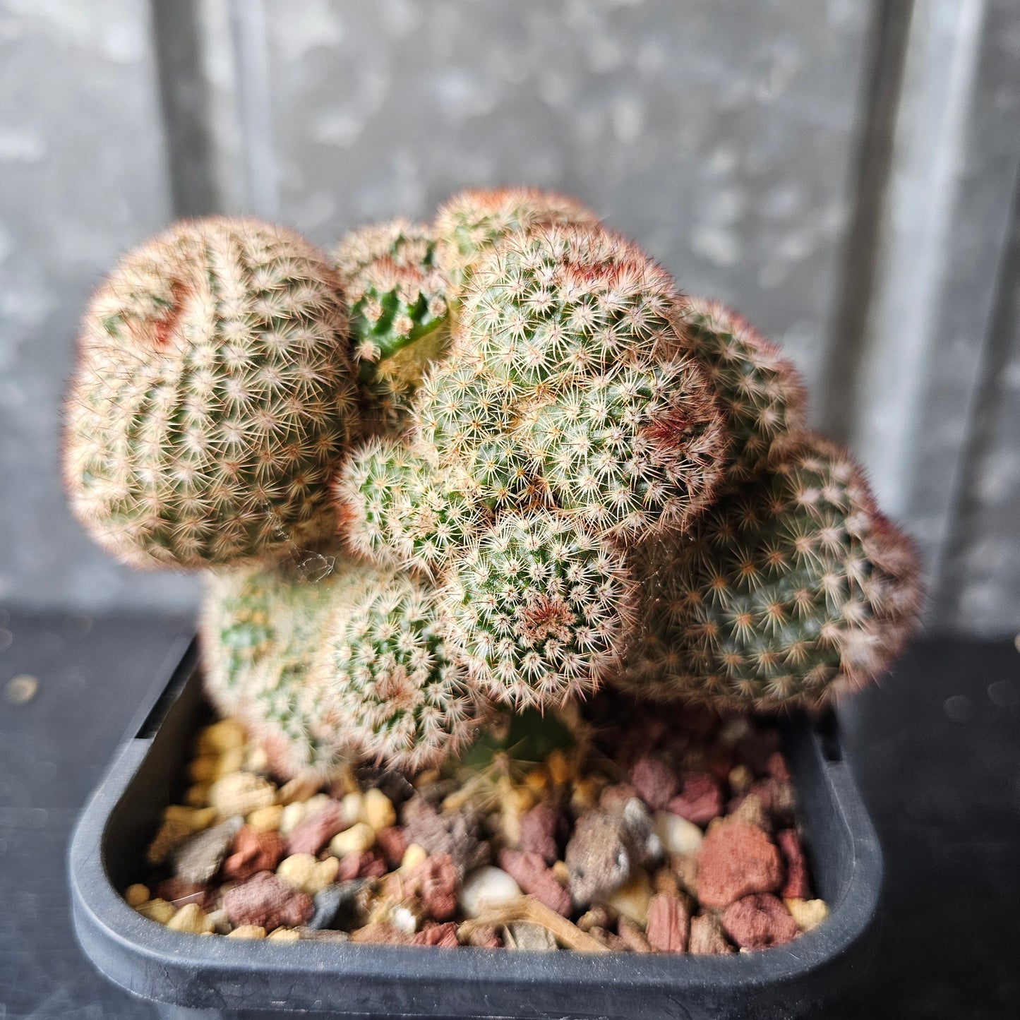 Notocactus rutilans (freak)