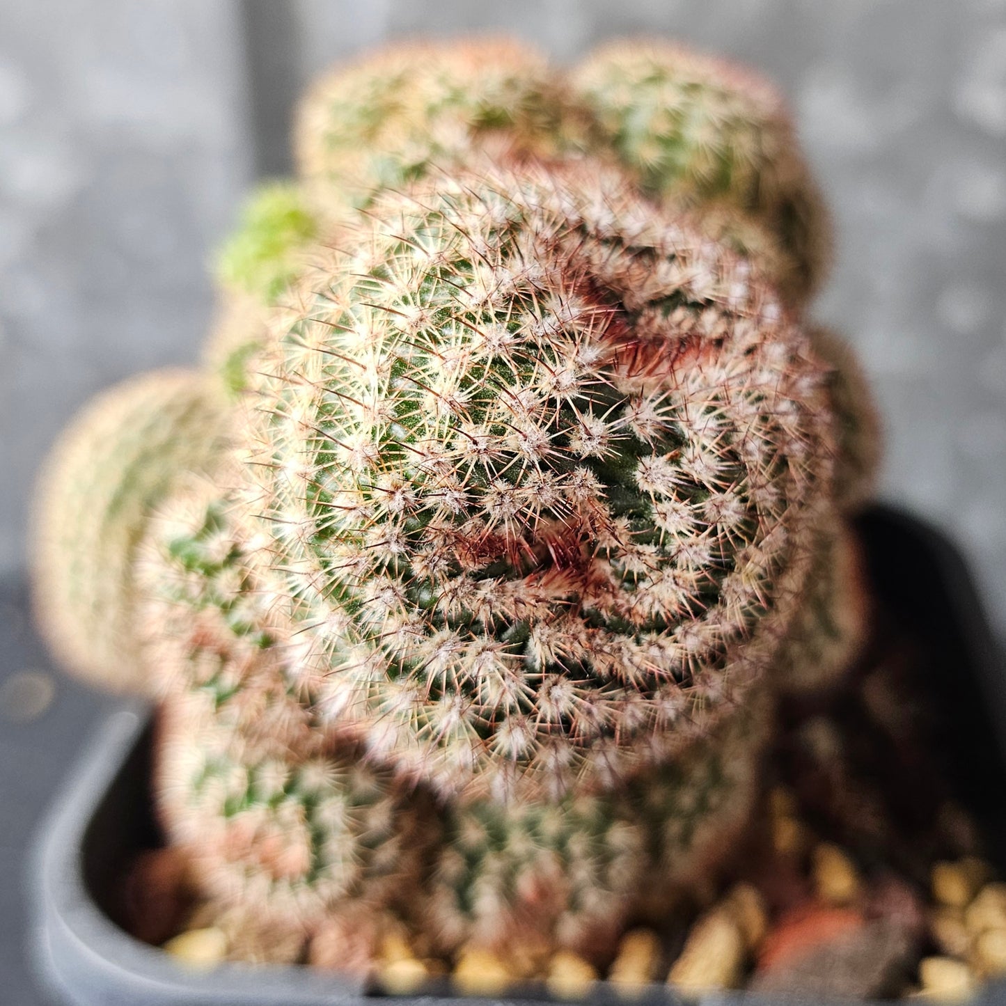 Notocactus rutilans (freak)