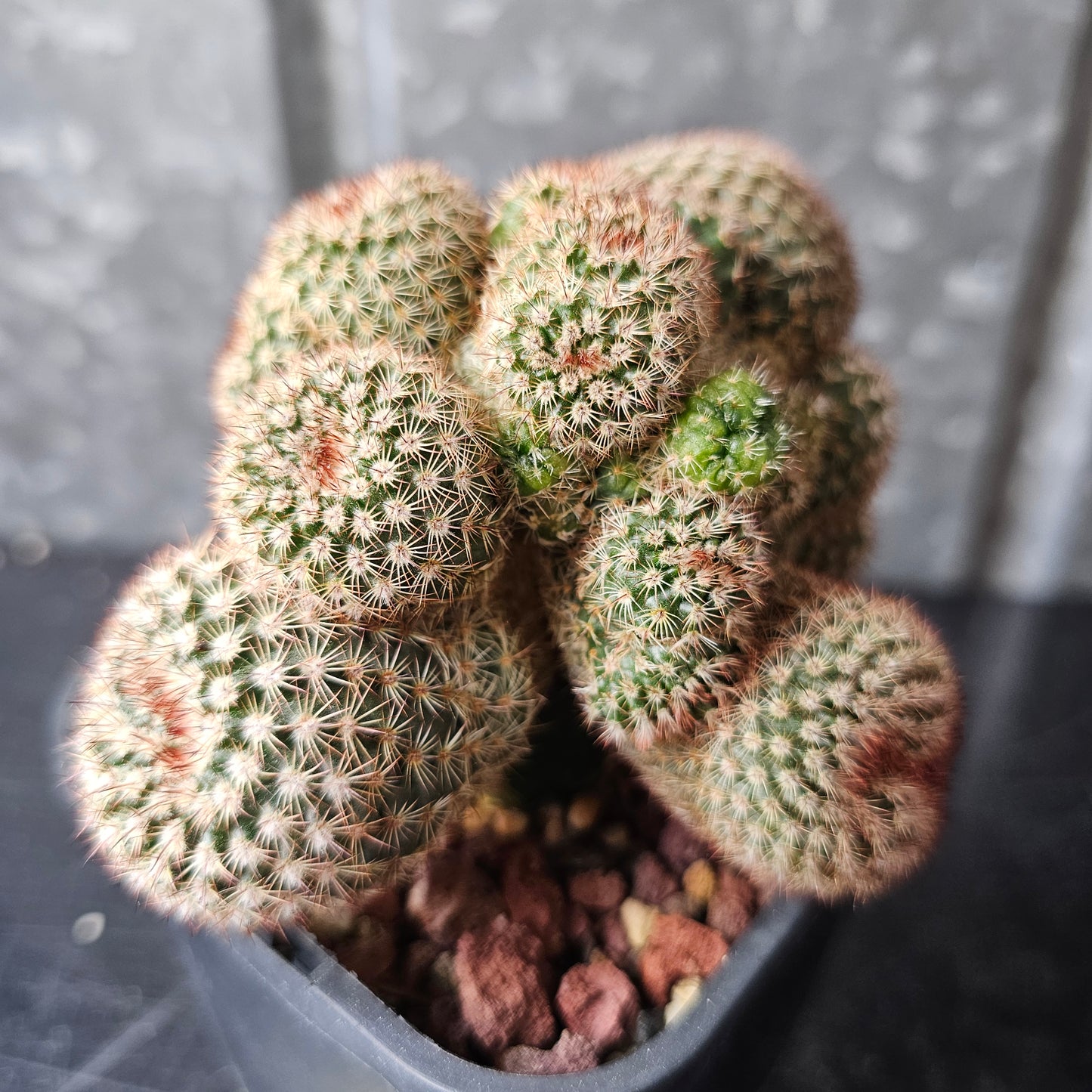 Notocactus rutilans (freak)