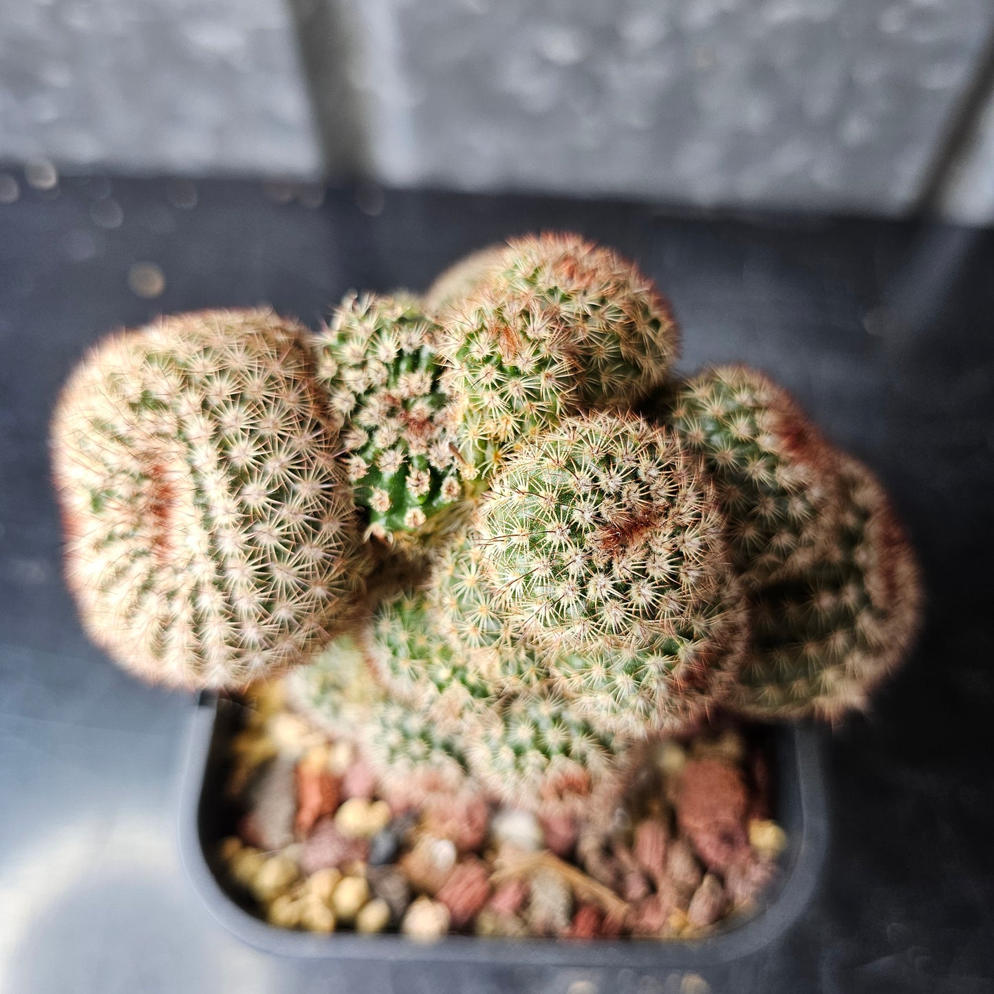 Notocactus rutilans (freak)