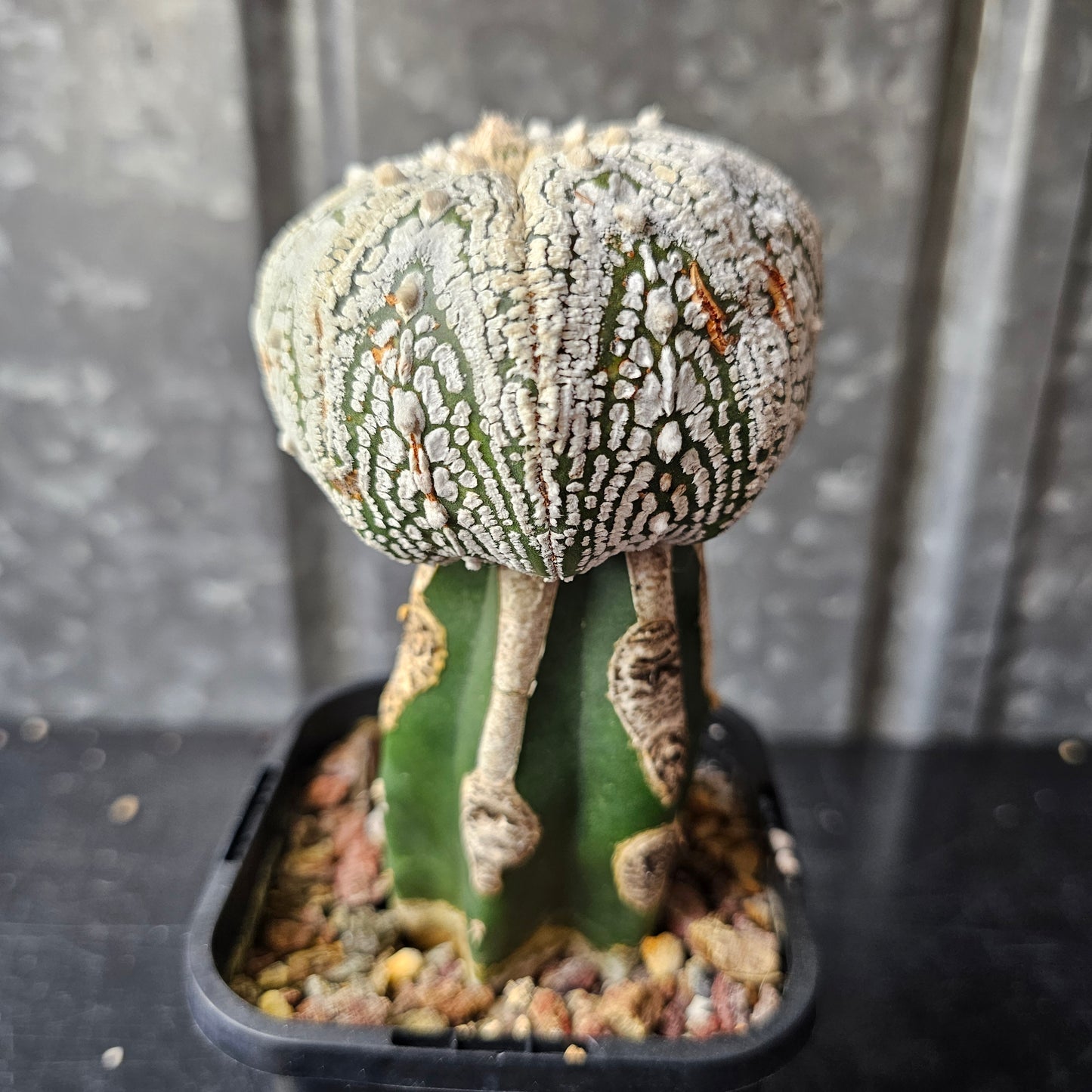 Astrophytum asterias (Thai Select)