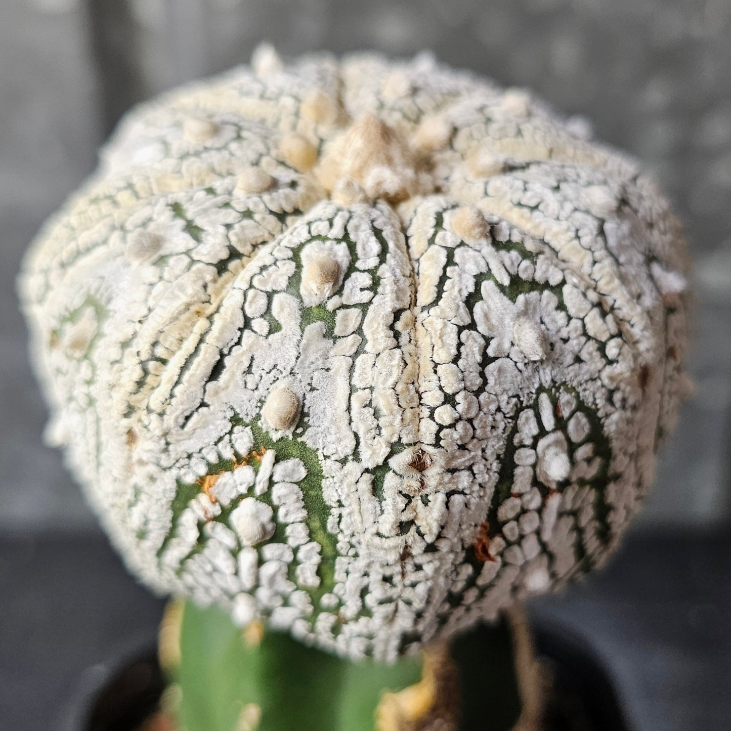 Astrophytum asterias (Thai Select)