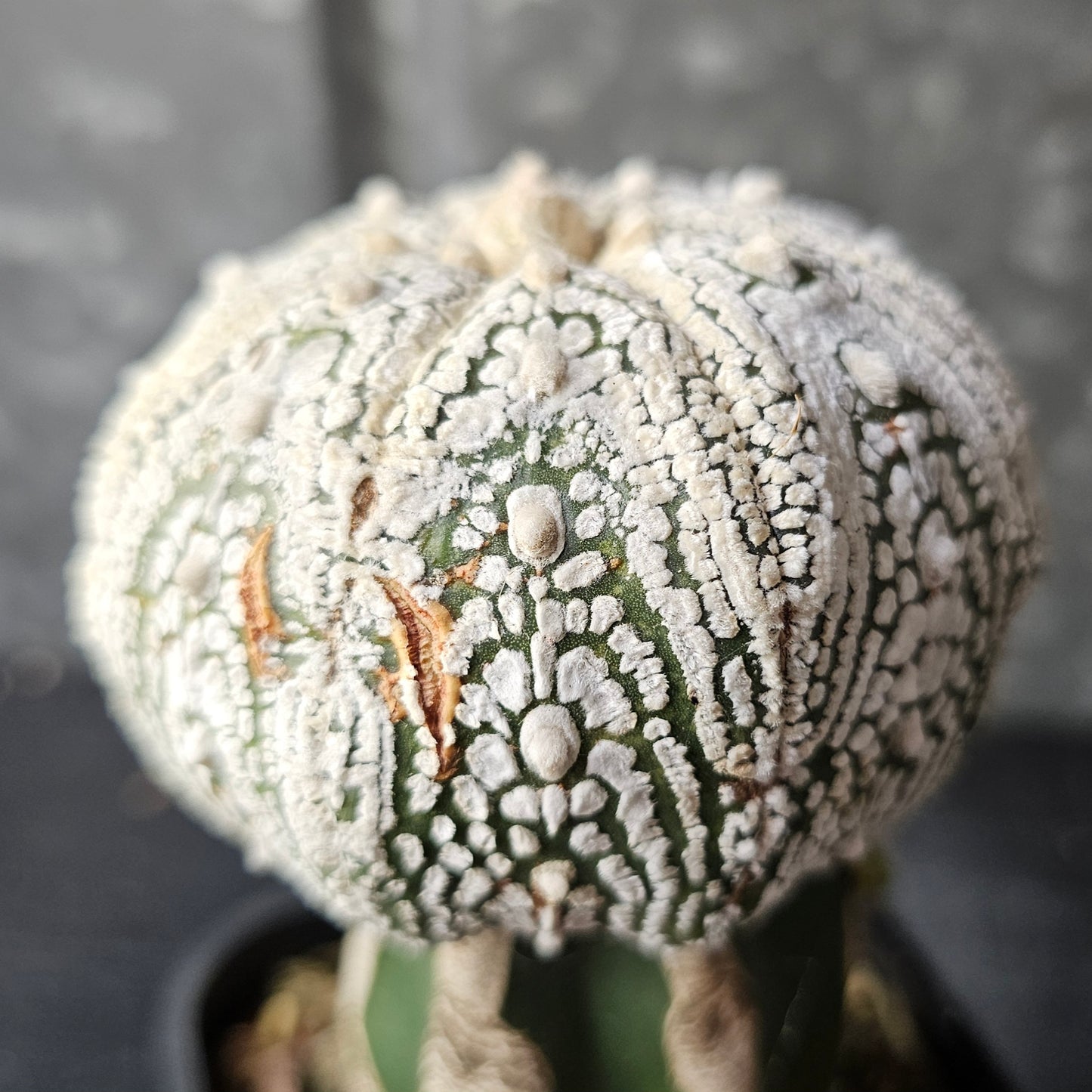 Astrophytum asterias (Thai Select)
