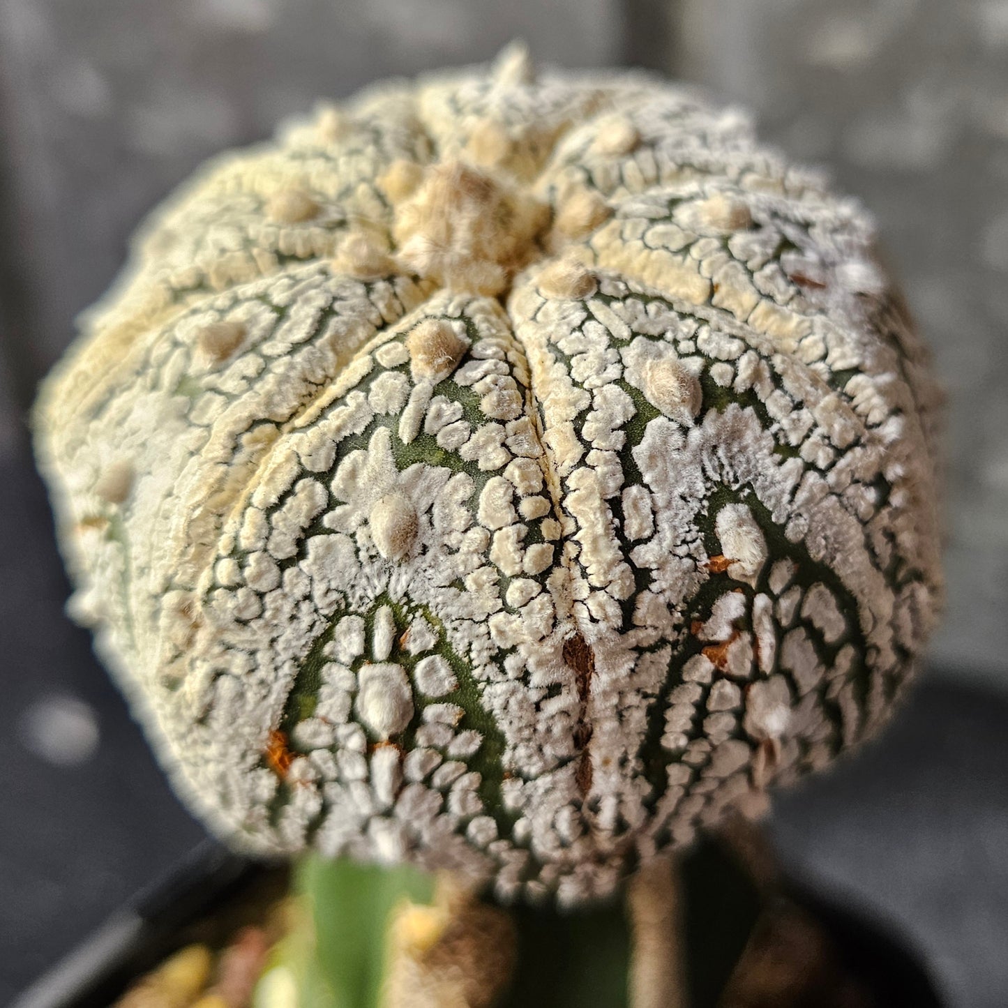 Astrophytum asterias (Thai Select)