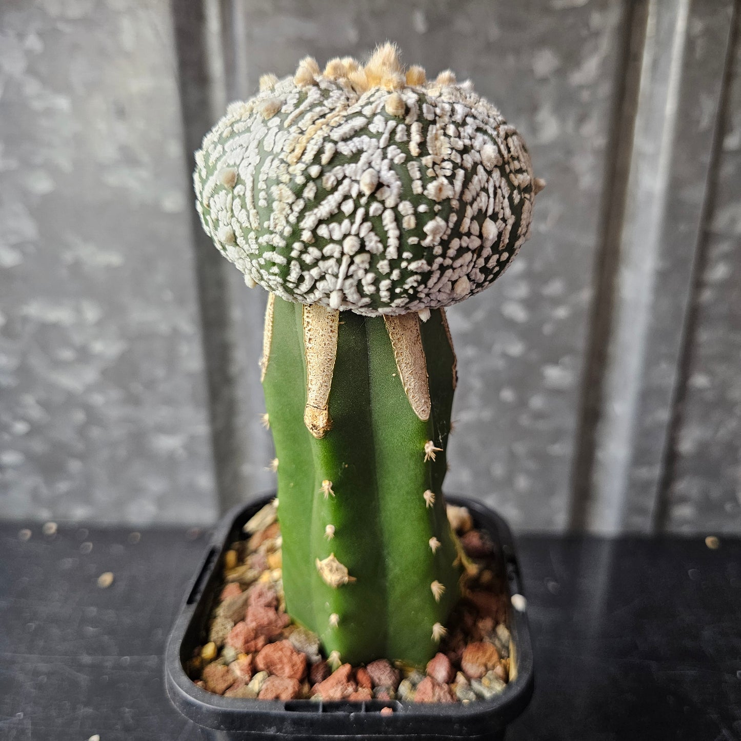Astrophytum asterias (Pattern Perfection)