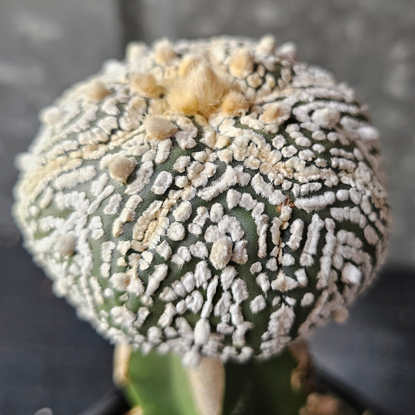 Astrophytum asterias (Pattern Perfection)