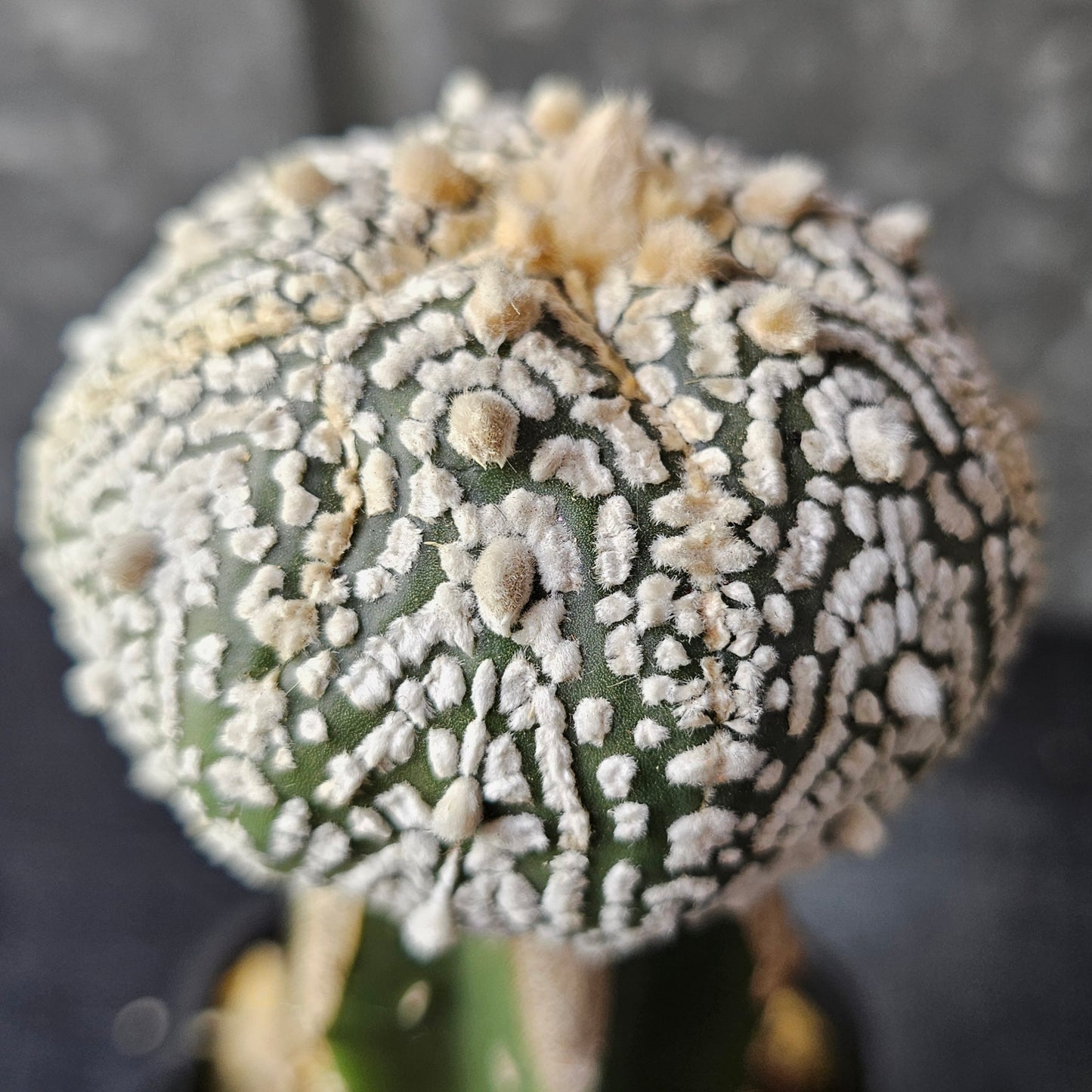 Astrophytum asterias (Pattern Perfection)