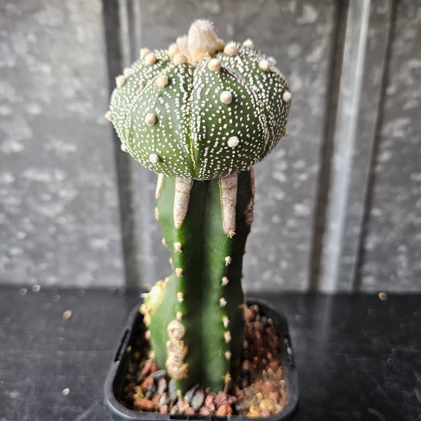 Astrophytum asterias (Speckled)