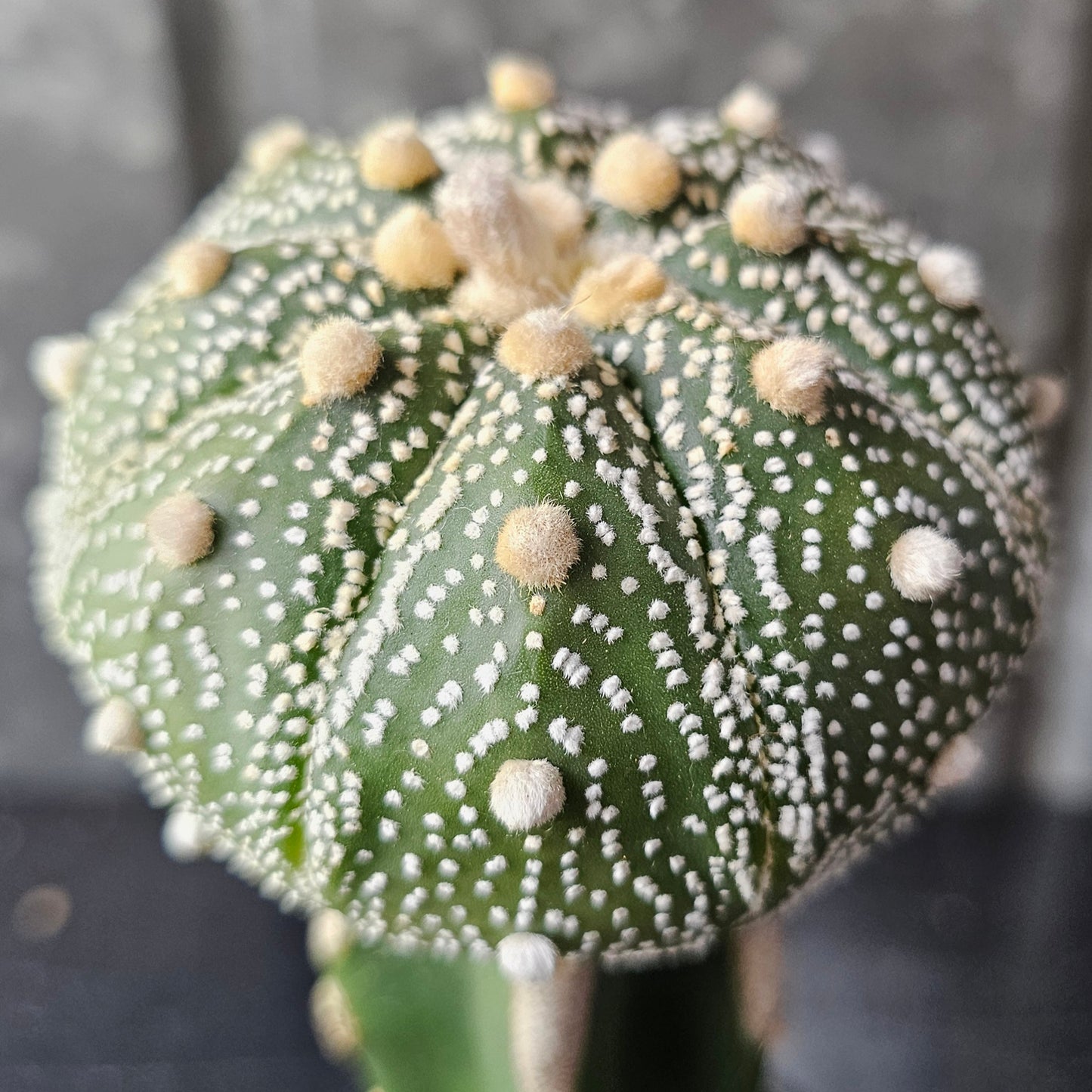 Astrophytum asterias (Speckled)