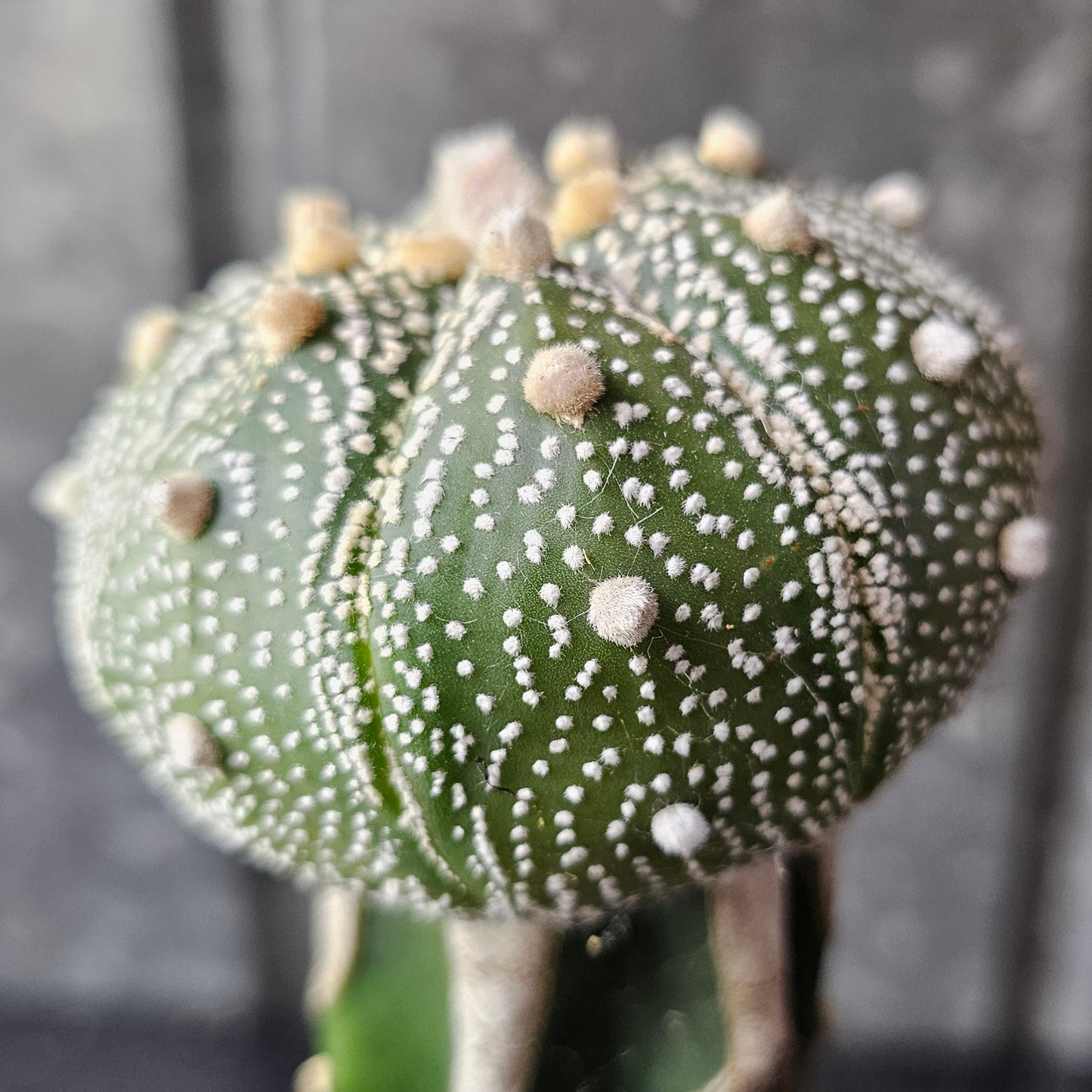 Astrophytum asterias (Speckled)