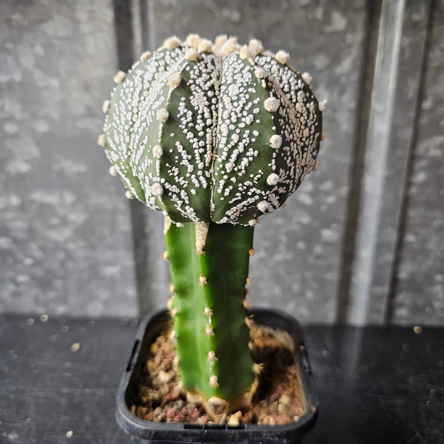 Astrophytum asterias (ASCAP)