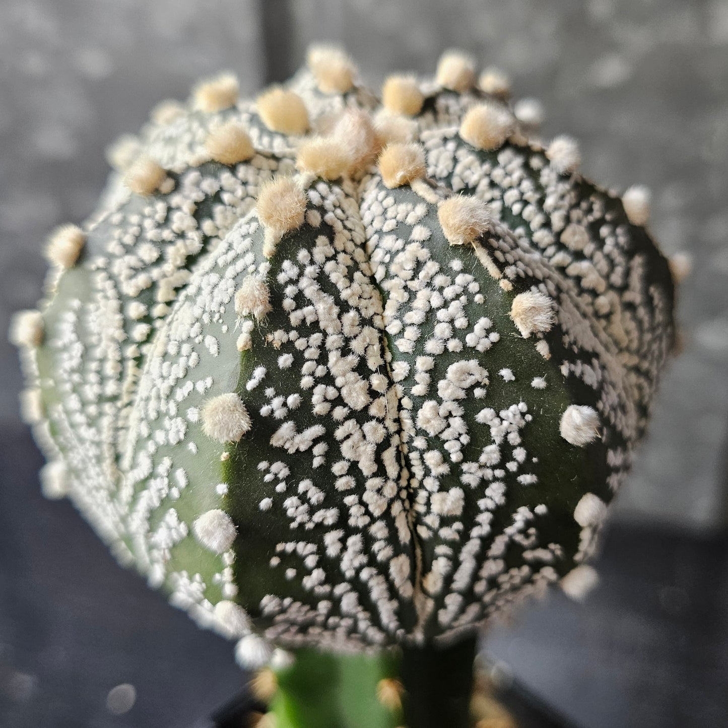 Astrophytum asterias (ASCAP)