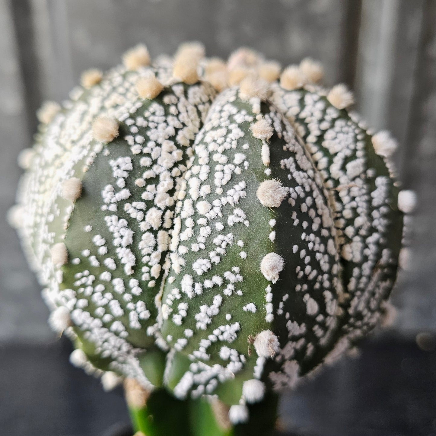 Astrophytum asterias (ASCAP)