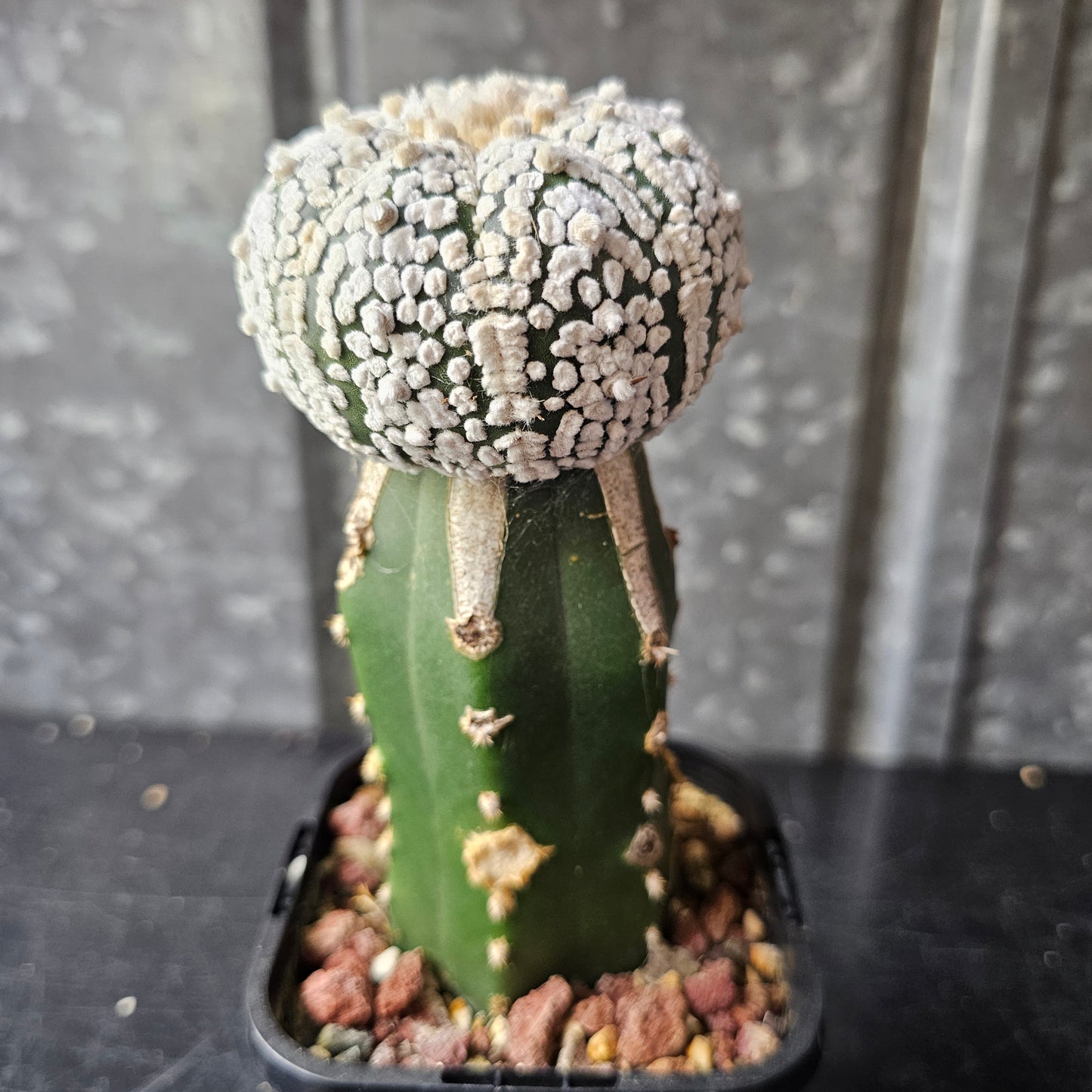 Astrophytum asterias (Bright Flocking)