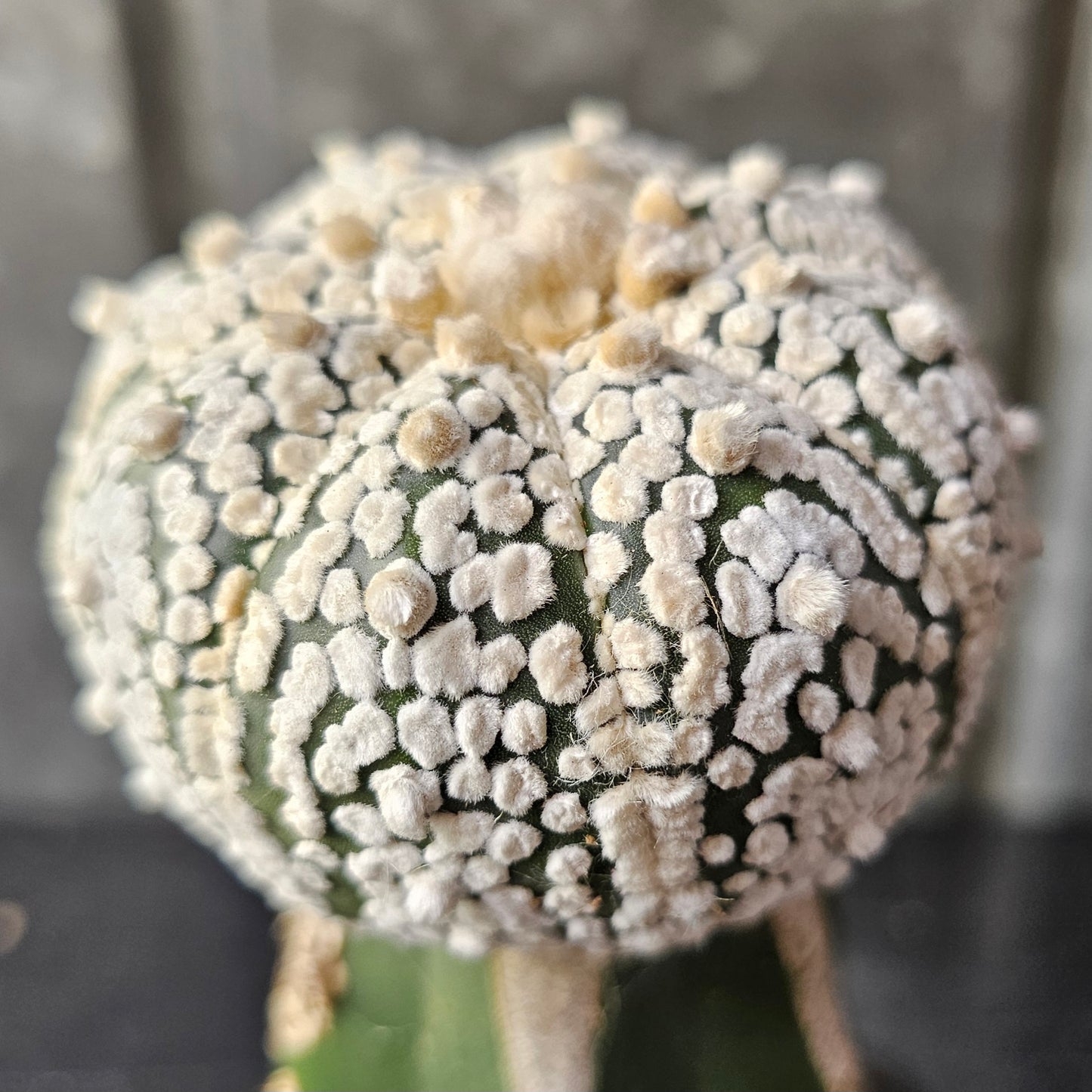 Astrophytum asterias (Bright Flocking)