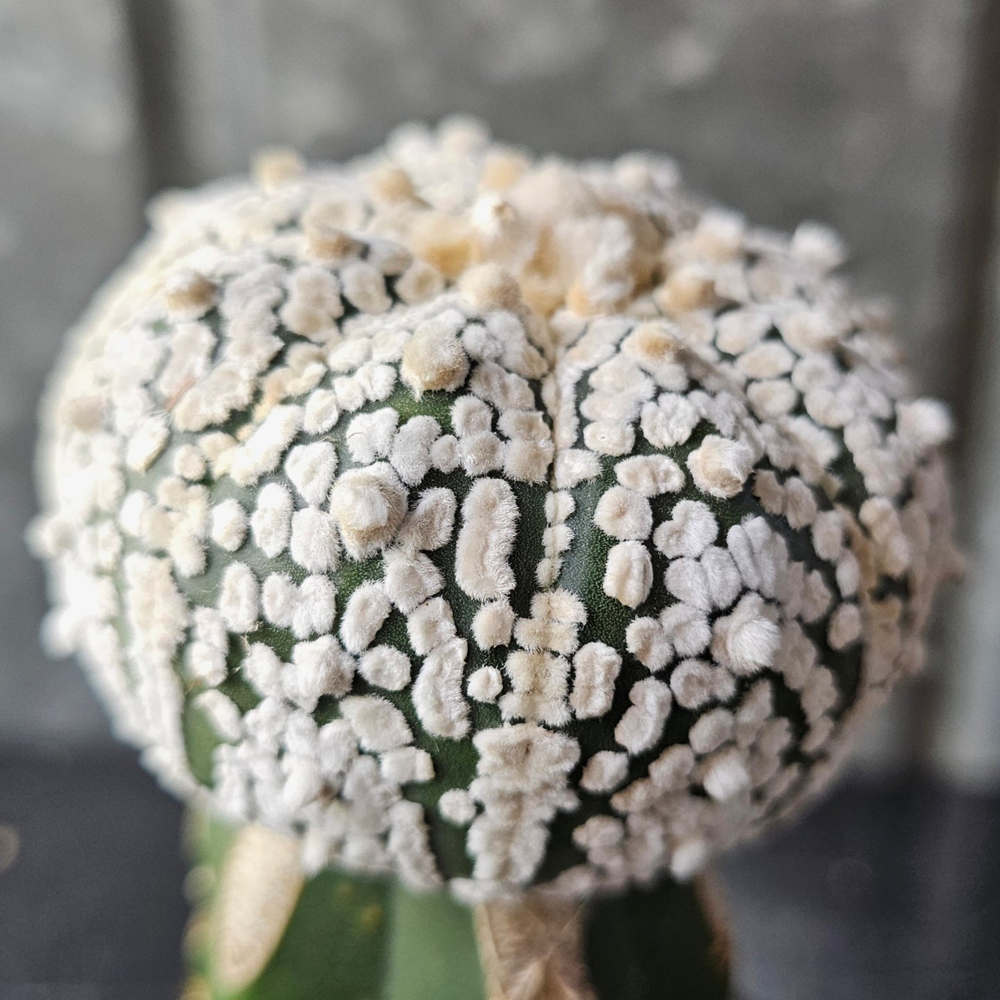 Astrophytum asterias (Bright Flocking)