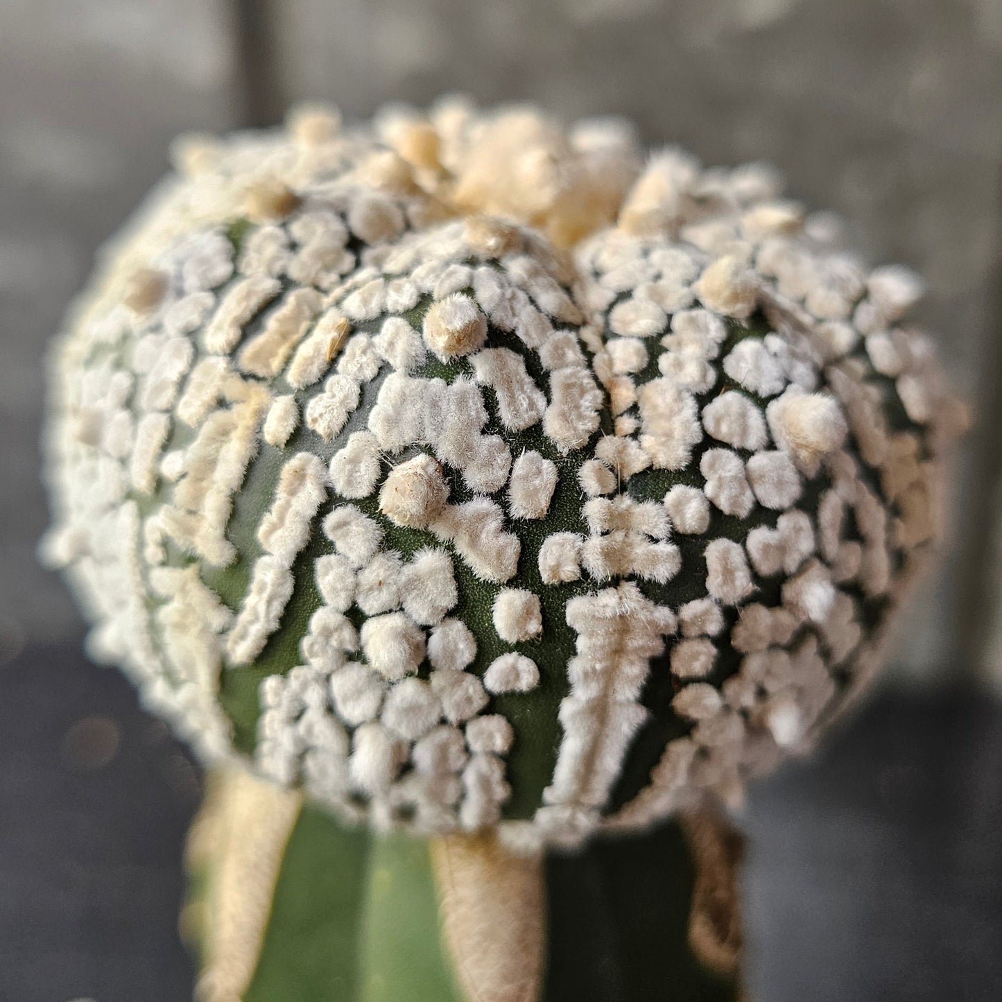Astrophytum asterias (Bright Flocking)