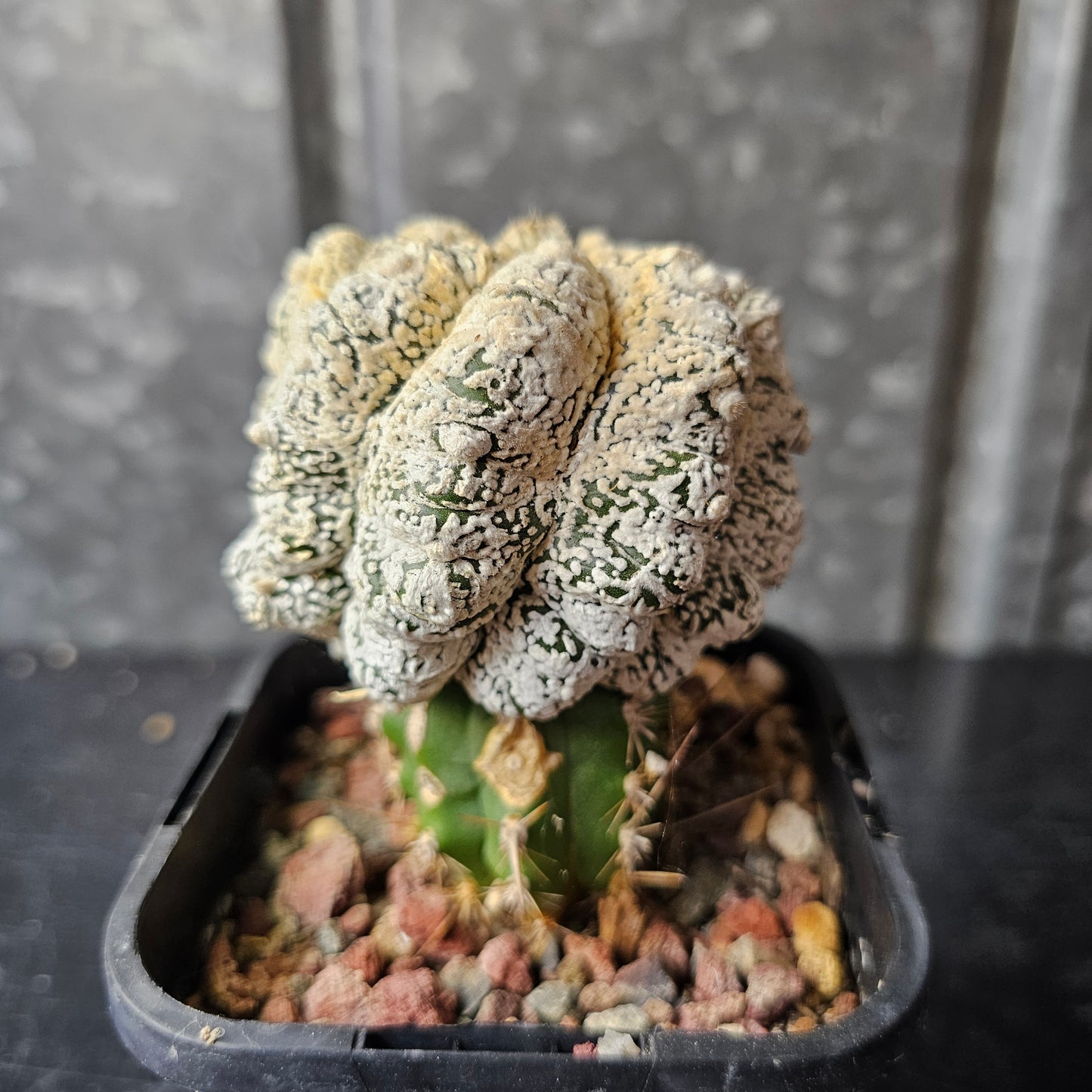 Astrophytum asterias (Feather Flower)